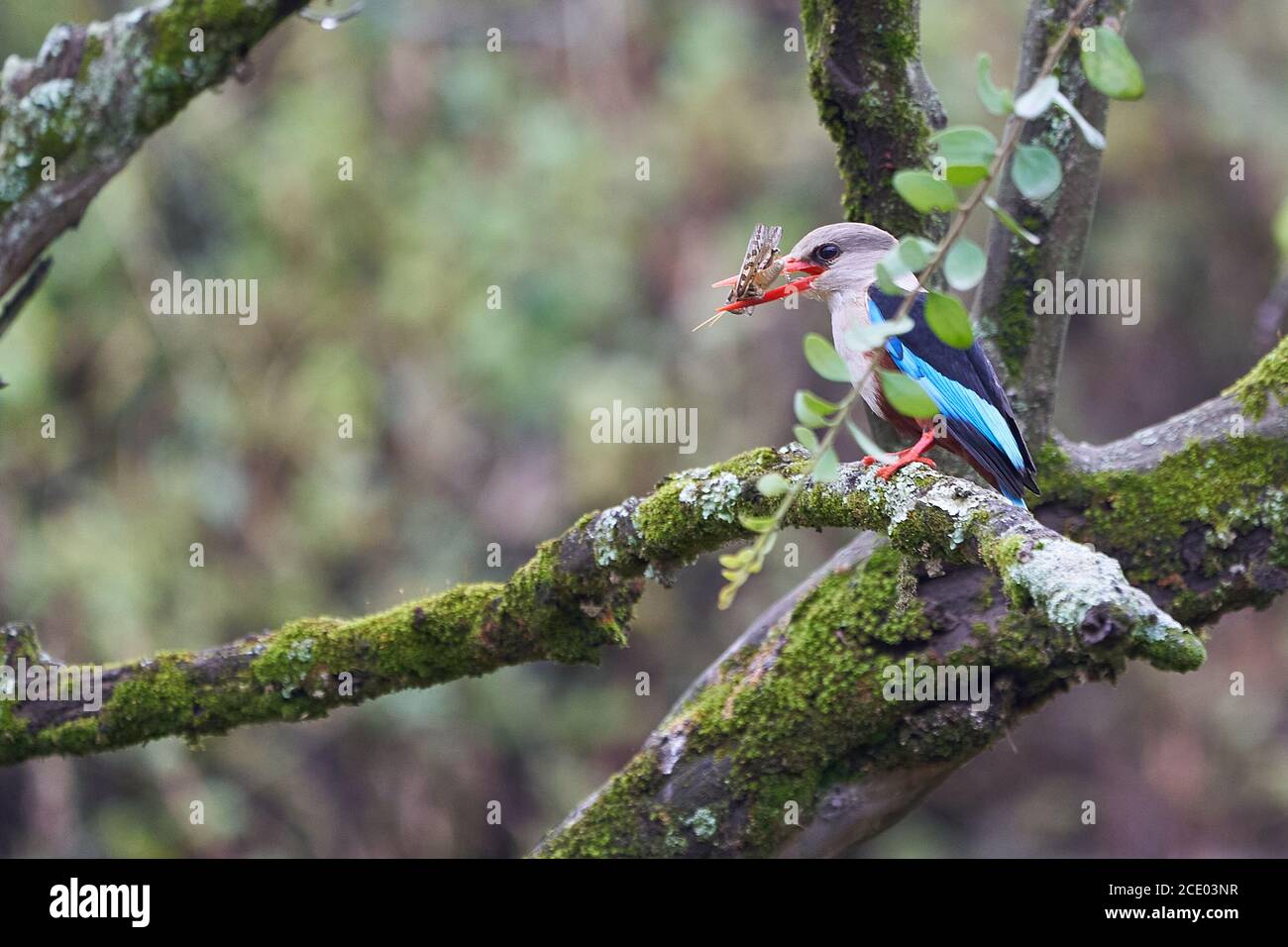 Grey headed kingfisher Halcyon leucocephala with grasshopper catch Stock Photo