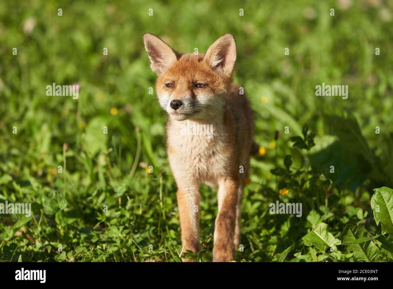 Red Fox Portrait Vulpes Vulpes Evening Sun Stock Photo