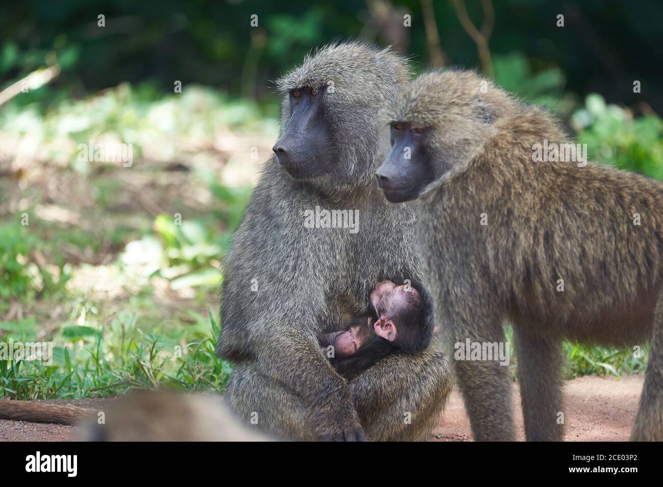 Olive baboon baby Papio anubis Anubis baboon Cercopithecidae Old world monkey Stock Photo