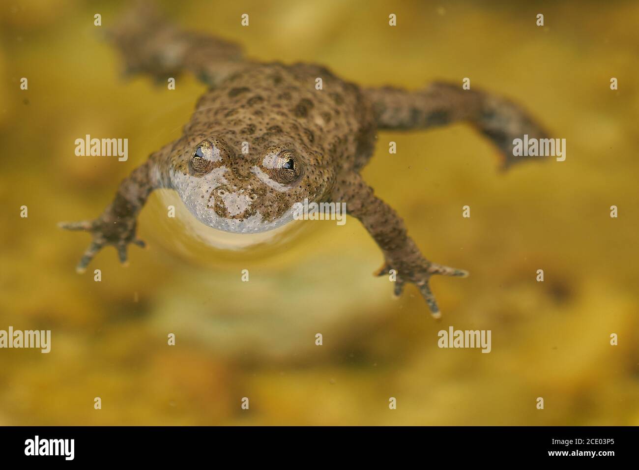 Water frog Pelophylax and Bufo Bufo in mountain lake with beautiful reflection of eyes Spring Mating Stock Photo