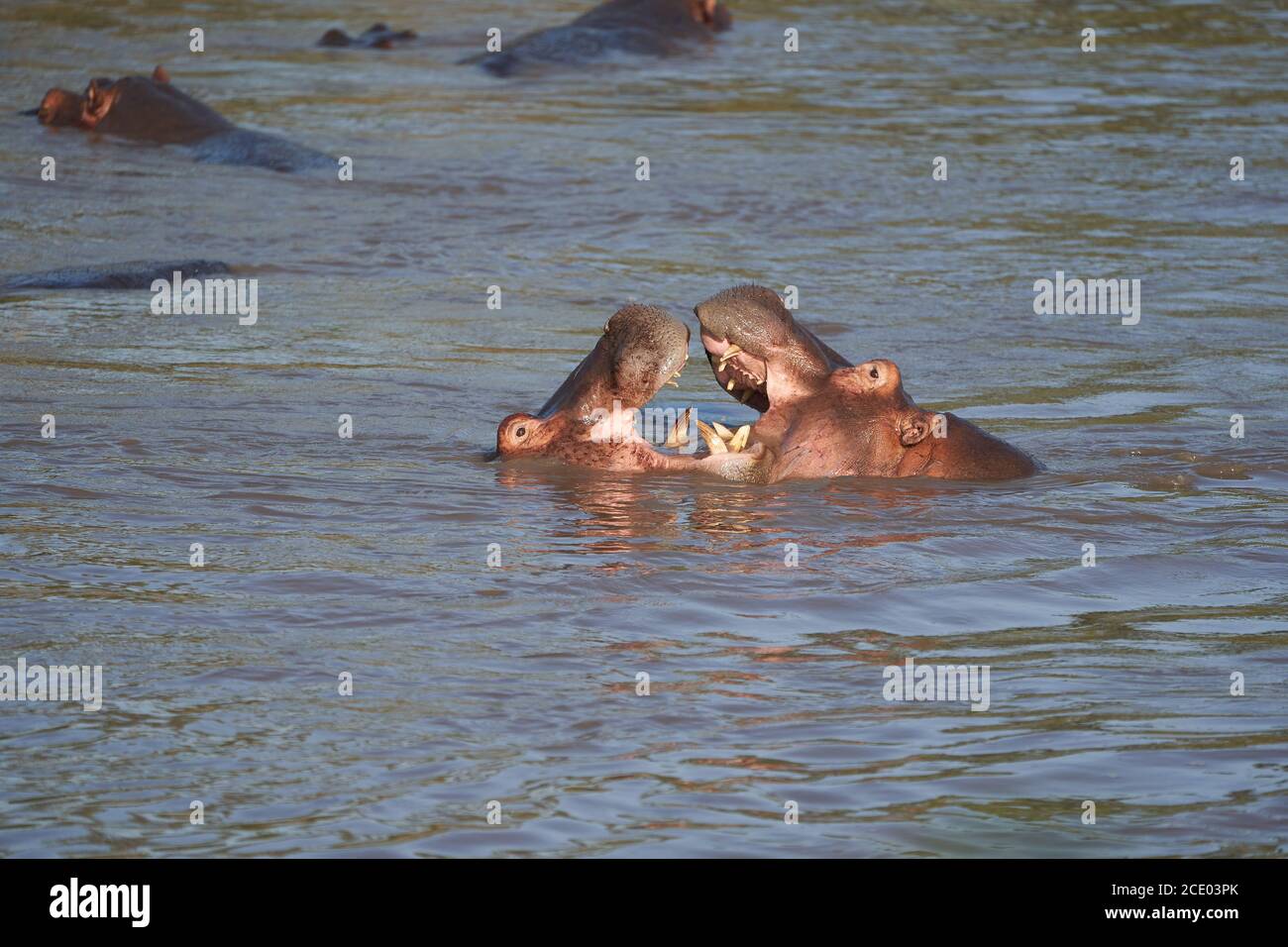 Hippo Hippopotamus amphibious Africa Safari Portrait Water Stock Photo