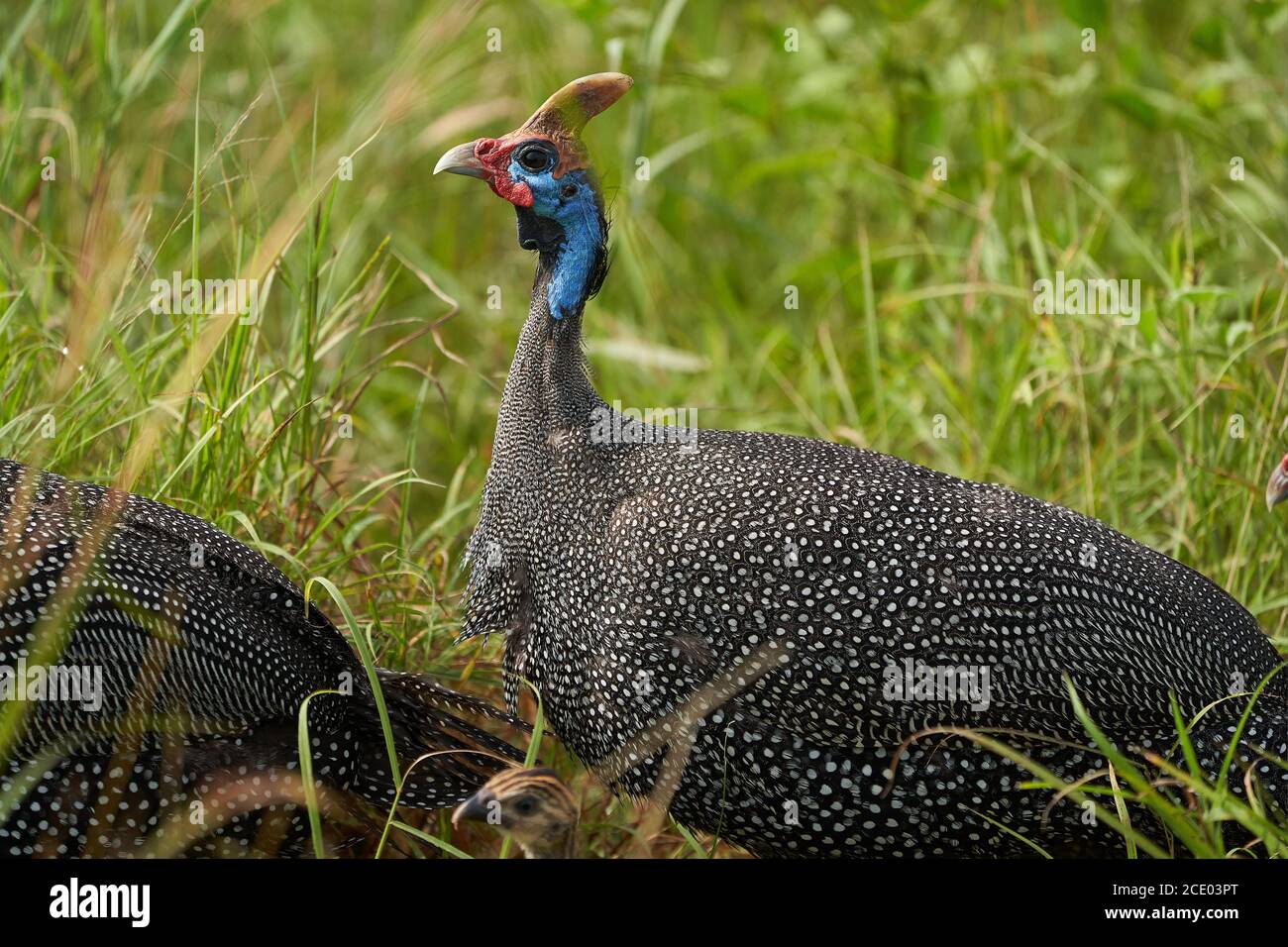 Helmeted guineafowl Couple Kenya Numida meleagris Numididae Numida Stock Photo