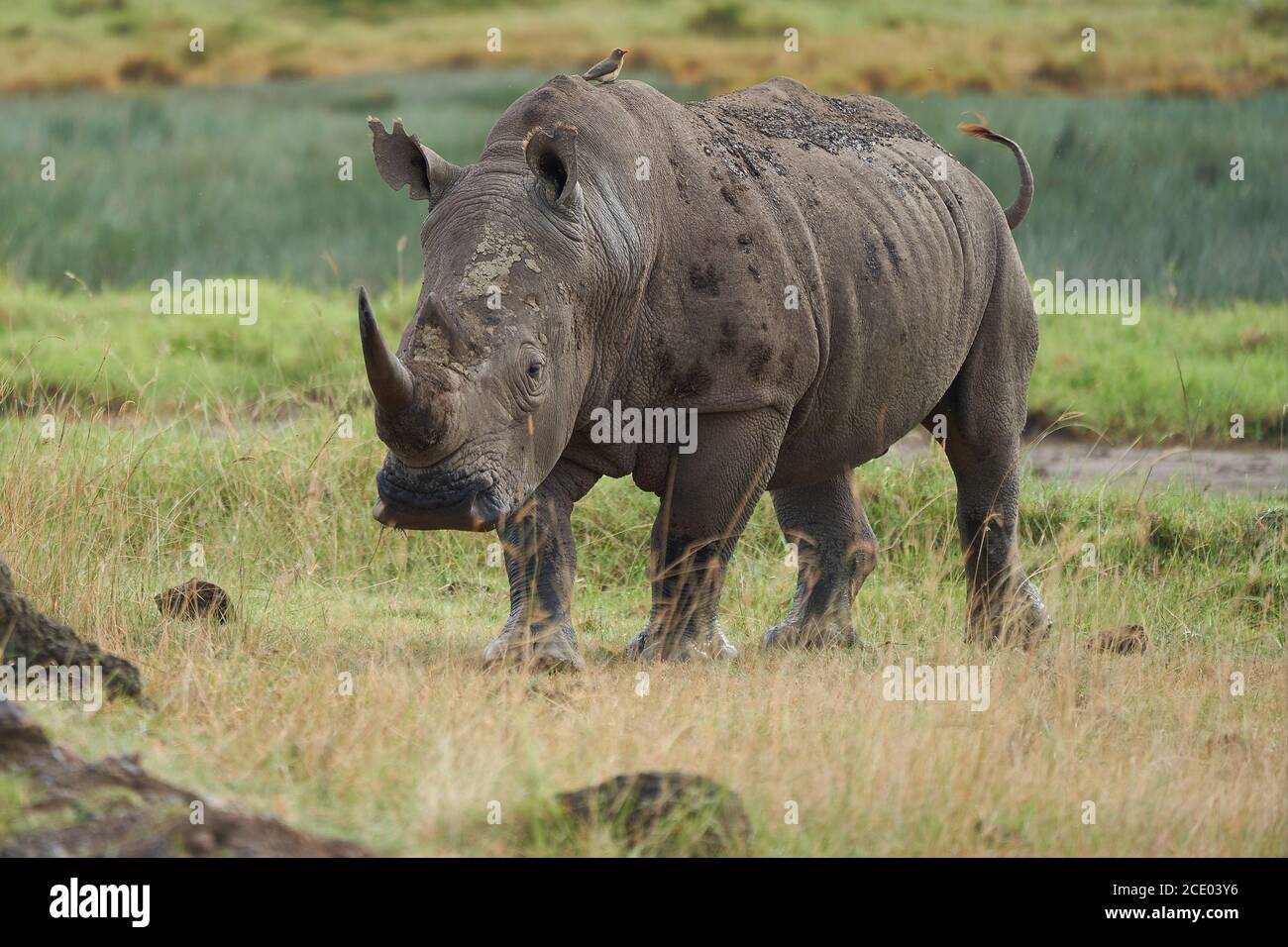 Rhino - Rhinoceros with Bird White rhinoceros Square-lipped rhinoceros Ceratotherium simum Stock Photo