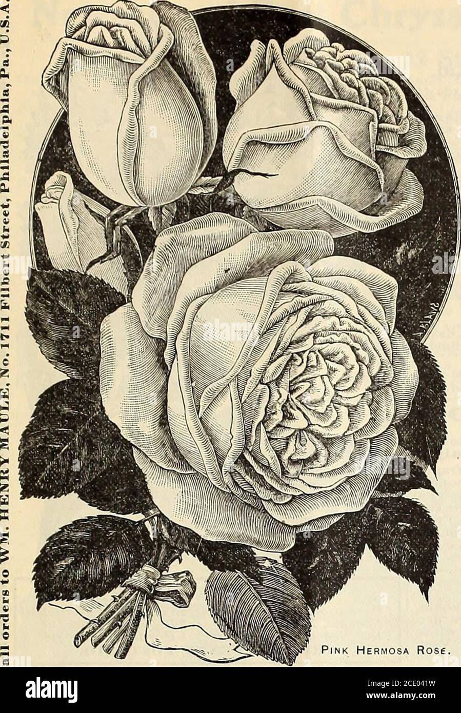 . The Maule seed book for 1905 . OTHILDE SOUPERT. 138. Pink Hermosa Rose. The Beautiful Hermosa Roses. One good plant of asch of the 4 sorts, postpaid, for 45 cents. TELLiOW HERMOSA. Coquette de Lyon. Pure, rich canary yellow.Neat, compact, profuse blooming plant, fine bedder.WHITE HERMOSA. Creamy white flowers and beautiful buds.RED HERMOSA. Extra choice as a bedder or for pot culture.PINK, HERMOSA. Desirable and popular, liright, clear pink. Price of any of the Hermosa Roses, 15 cents each: 2 for 2.5 cents; postpaid.2-year-old, 35 cents each; $3.50 per dozen, by express. The La France Roses. Stock Photo