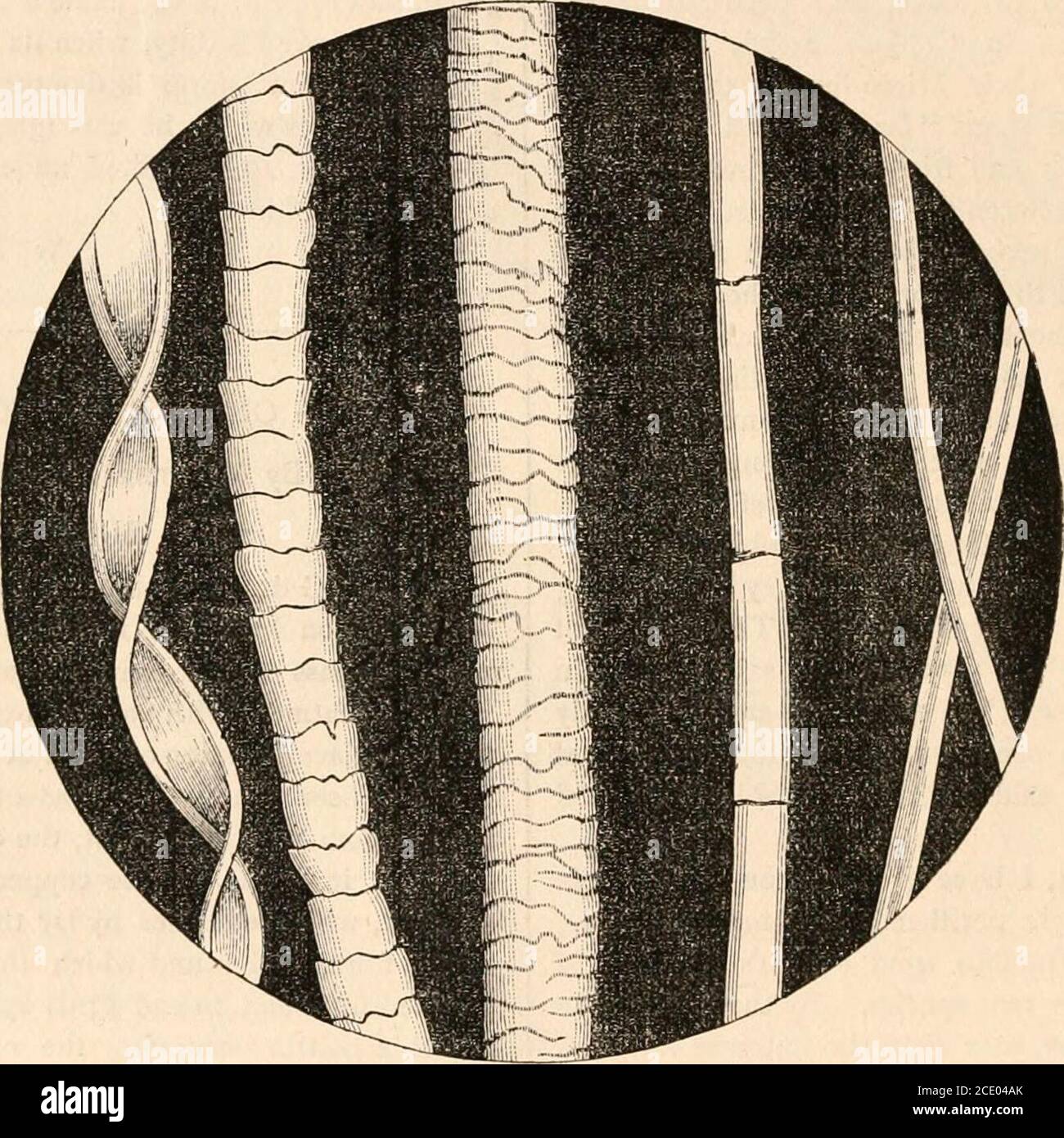 Cell cross section membrane layers hi-res stock photography and images ...