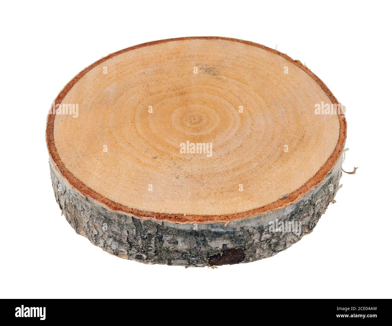 Cross circular saw cut of the trunk of a young birch tree is used for the manufacture of decorative objects isolated Stock Photo