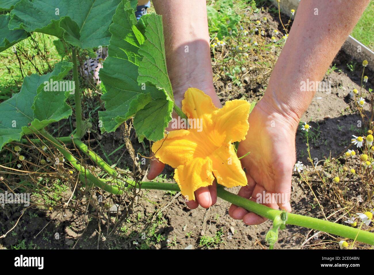 The elderly woman - farmer picks and care of   garden pumpkin vegetable plant yellow  flower  on summer twigs Stock Photo