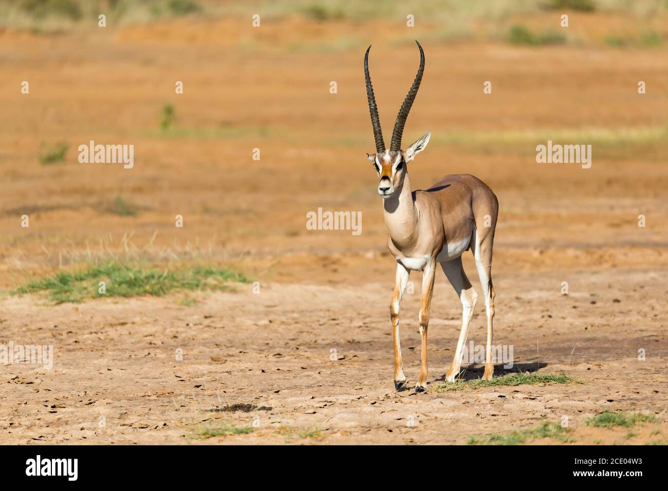 Gazelle stands hi-res stock photography and images - Alamy