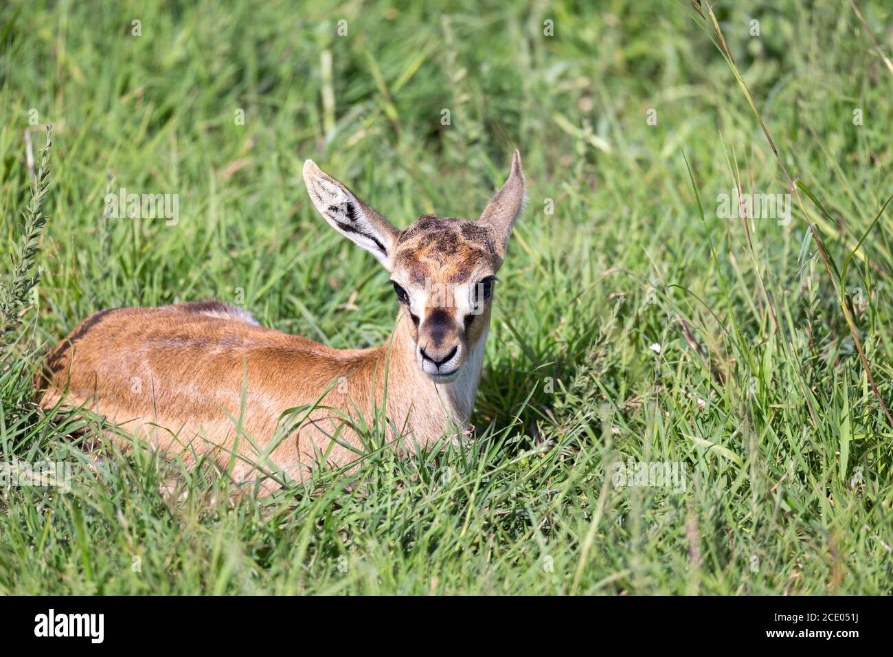 A newborn Thomson Gazelle lies in the grass Stock Photo - Alamy