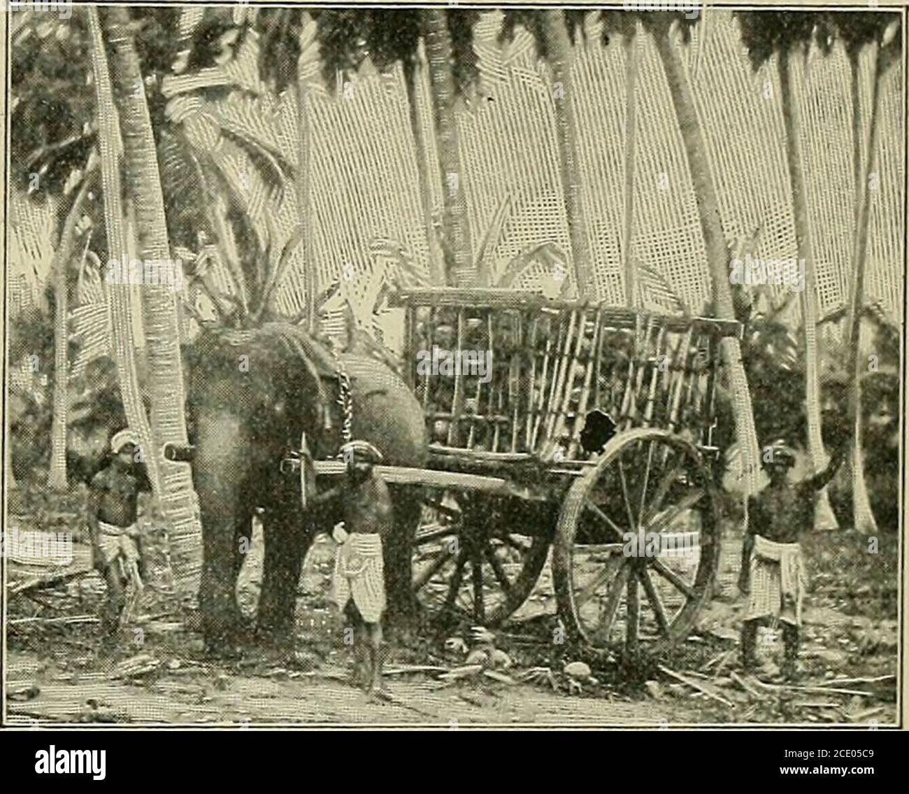 A complete geography . Fig.  hum]Ded cattle used as draught- animals in Burma. PEOPLE 469. Asia is also the home of the fierce tiger and  numerous species ofmonkeys and aj^es (Fig.