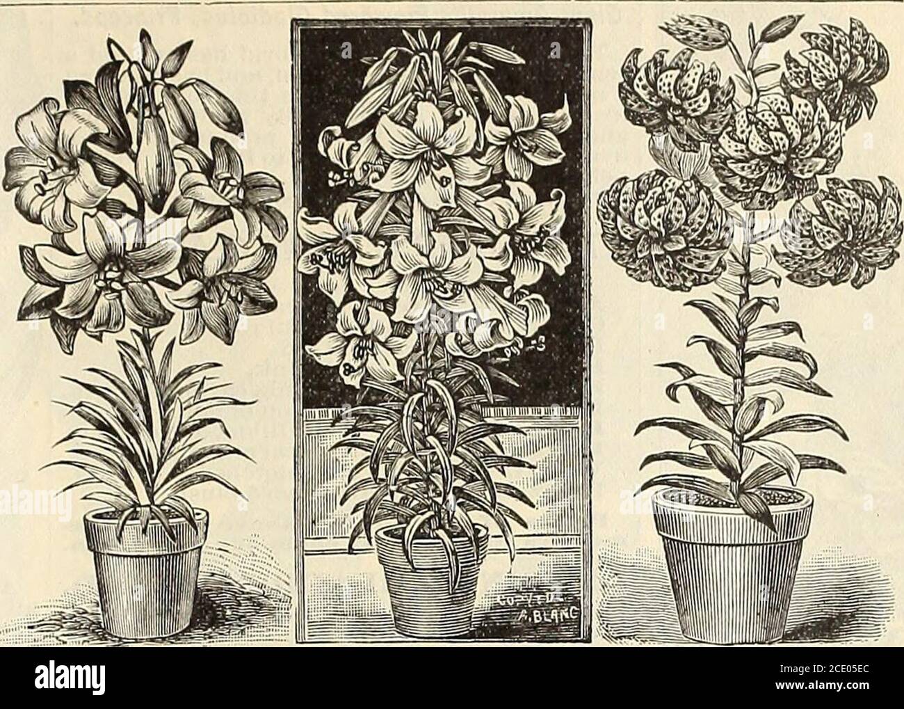 . The Maule seed book for 1905 . Hardy Qarden Lilies.. Lily Umbellatum. Lily, Alexandraea. Double Tioer Lily. Auratum. The Golden-RayedLily of Japan; 8 to 5 feet high.Its dellclously fragrant flowers arenearly a foot wide when fully ex-panded, and are produced In profu-sion. The colors and markings ofthis niagniflcent Uly surpass allothers. The flowers are pure white,spotted with chocolate crimson, audeach petal banded with golden yel- low. 15c. each; 2 for 25c.; $1.25 per doz. Alexandraea. A dwarf, purewhite Lllium Auratum, withoutspots, having dark brown anthers,and a perfume that is pleasan Stock Photo