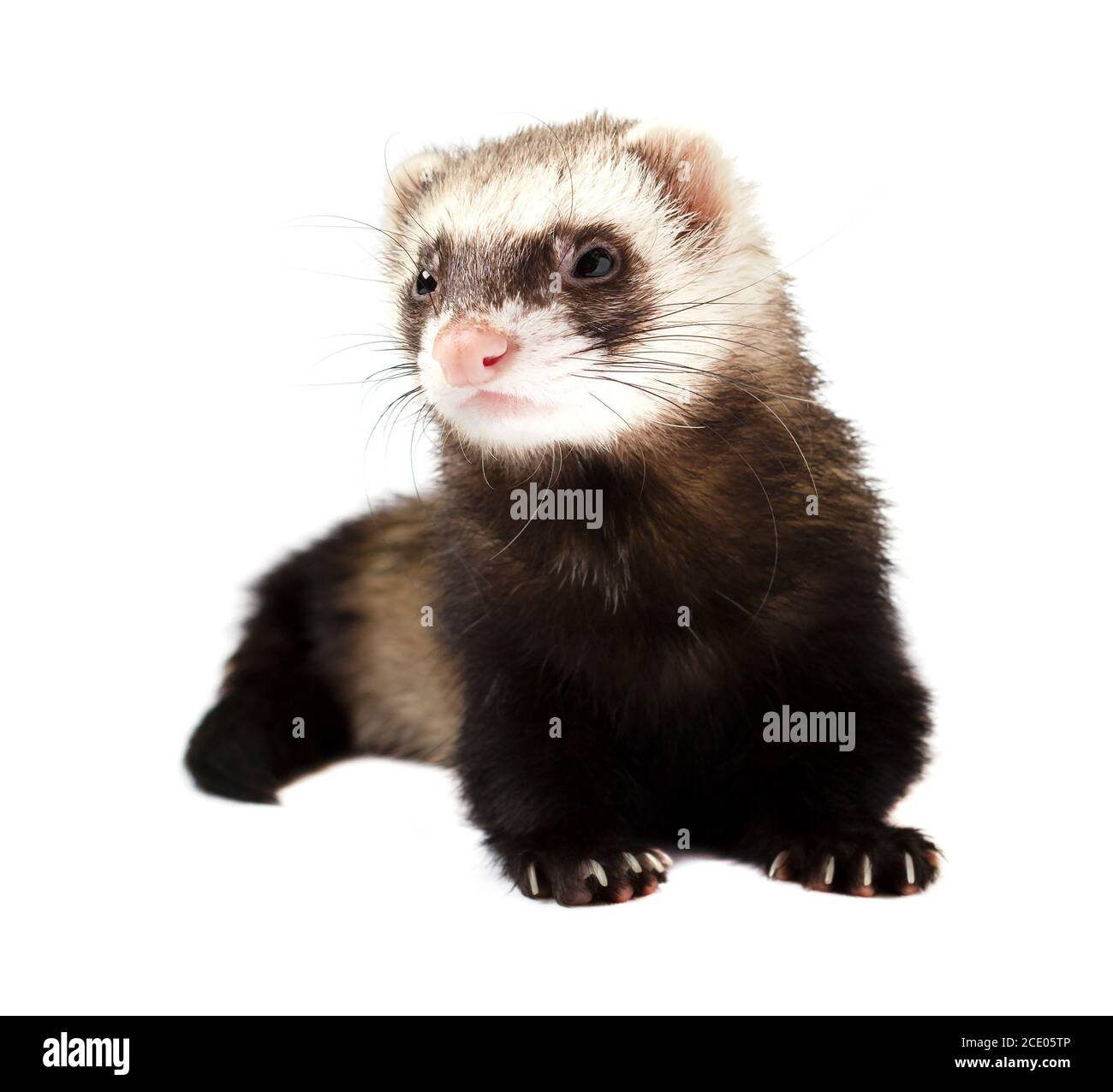 Grey ferret in full growth lies, isolated on white background. Ferret sitting on white background. Stock Photo