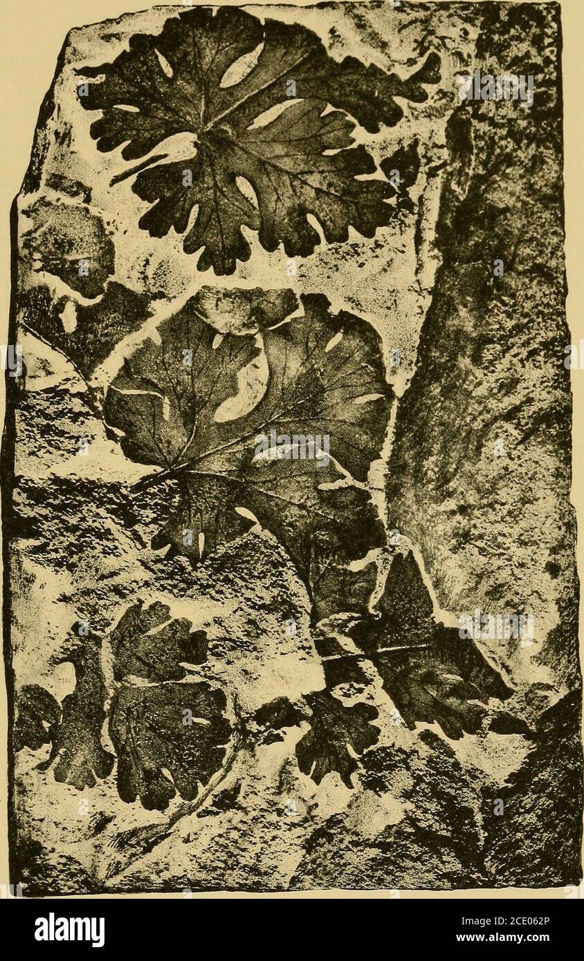 . Maryland geological survey . DICOTYLEDONS. PLATE XCII. PAGE Specimen showing abundance of Cissites parvifolius (Fontaine) Berry inthe Patapsco clay at Federal Hill, Maryland 482 MARYLAND GEOLOGICAL SURVEY. LOWER CRETACEOUS, PLATE XCII. DICOTYLEDONJE. Cockayne, Boston. PLATE XCIII. PAGE Fig. 1. Sassafeas bilobatum Fontaine 484 Near Brooke, Virginia (after Fontaine). Fig. 2. Sassafras paevifolium Fontaine 486 Near Brooke, Virginia (after Fontaine). Figs. 3, 4. Menispekmites potomacensis Berry 466 3. Near Widewater, Virginia. 4. Stump Neck, Maryland. 592 MARYLAND GEOLOGICAL SURVEY. LOWER CRETAC Stock Photo