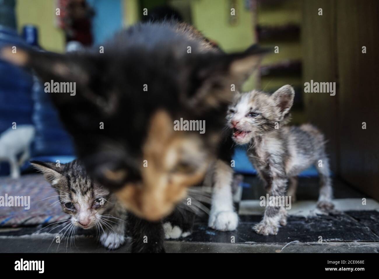 kitten daycare near me