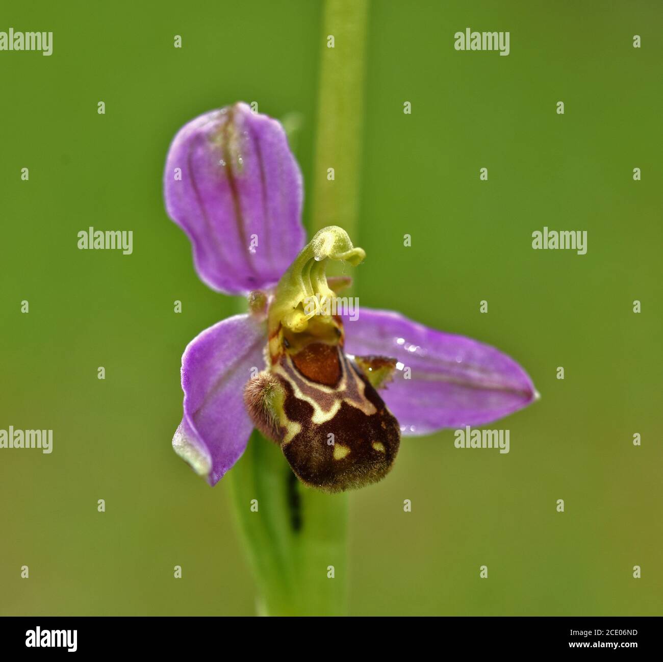 bee orchid, Ophrys apifera Stock Photo