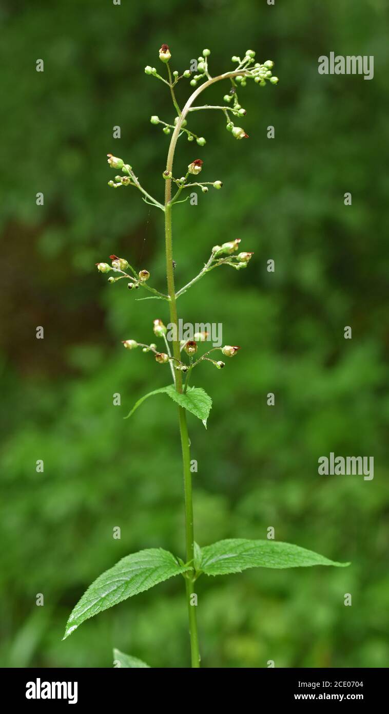 common figwort, woodland figwort Stock Photo