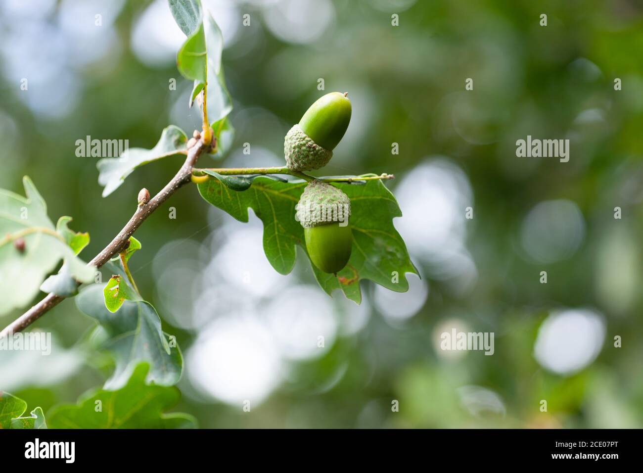 High close-up of acorn oak leaves, English oak (Quercus robur Stock - Alamy