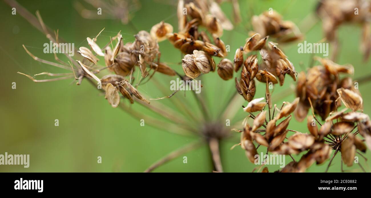 Decaying flowers hires stock photography and images Alamy