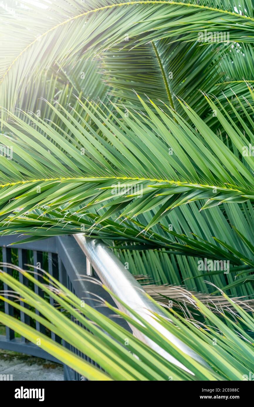 palm leaves green background close up Stock Photo - Alamy