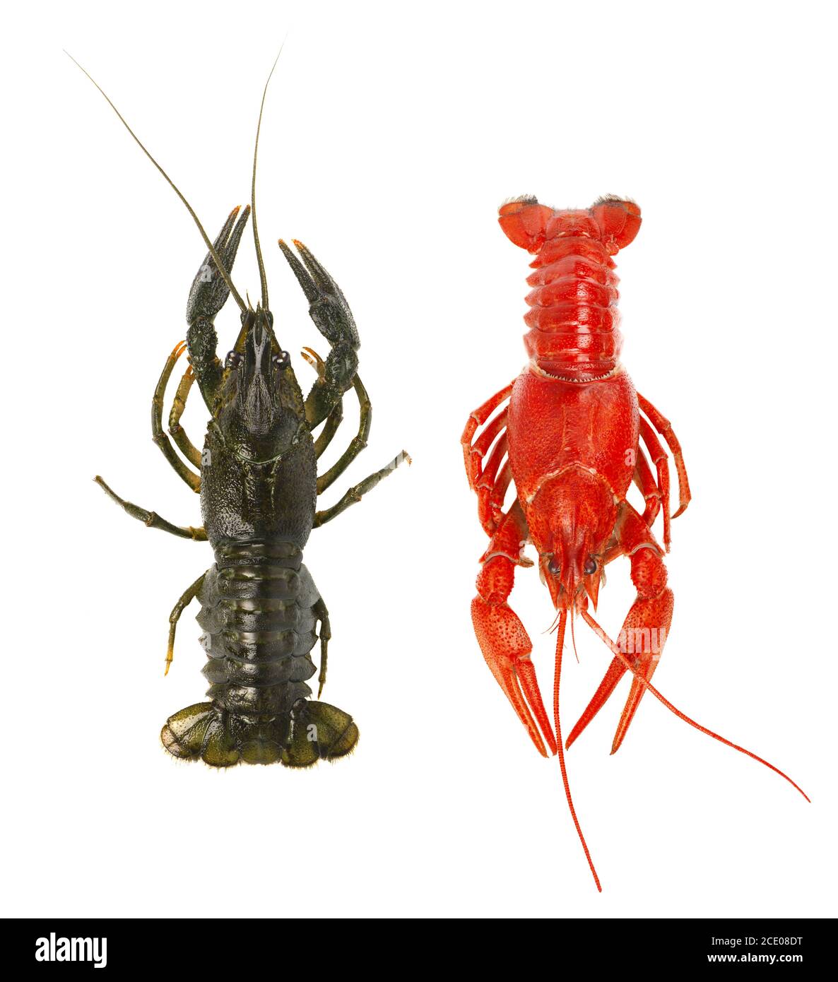 Live Crawfish Vs Lobster