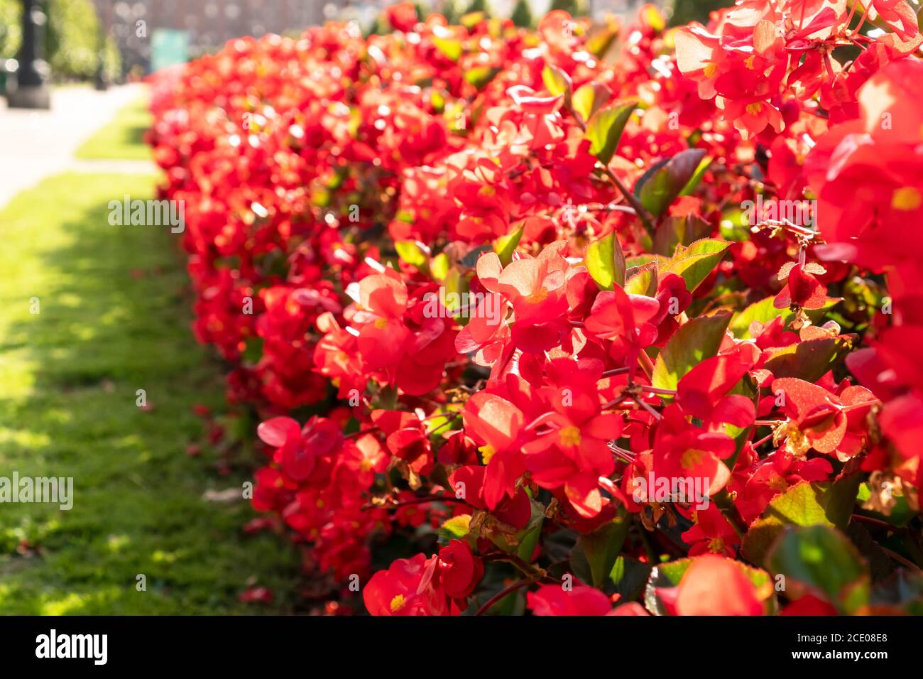 Native flowers in city park hi-res stock photography and images - Alamy