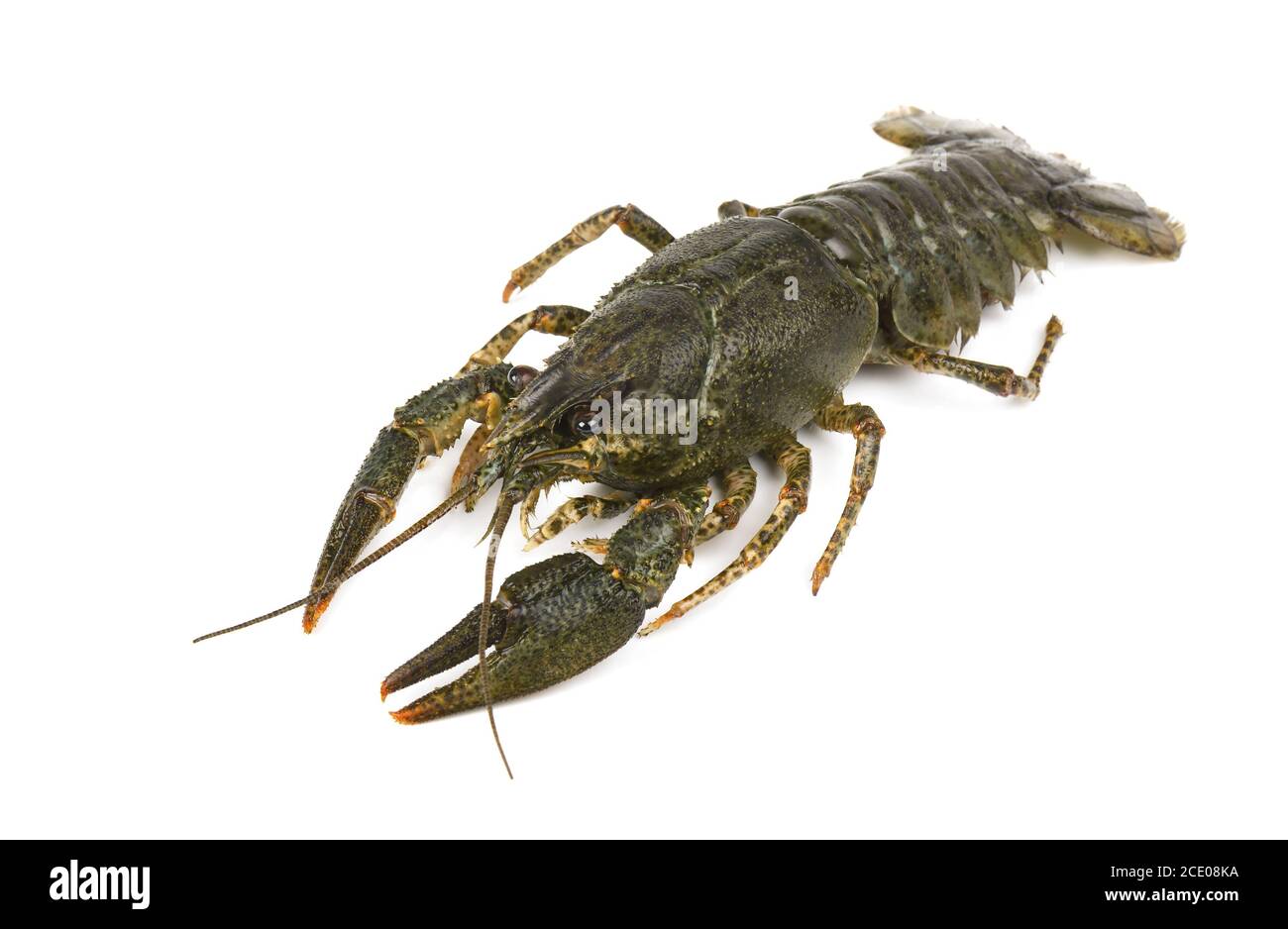 Live crayfish isolated on white background Stock Photo