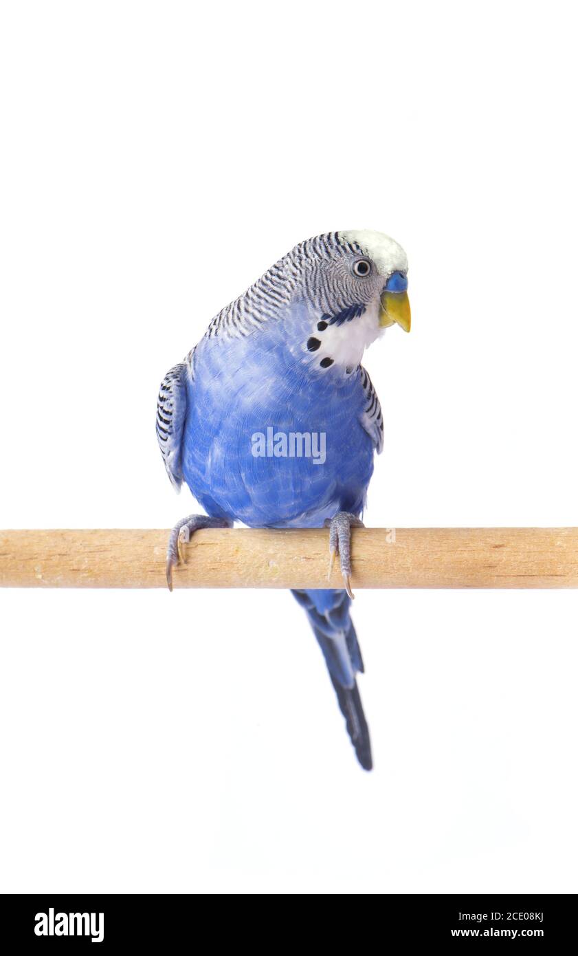 Parrot blue pet. Budgie blue, isolated on white background. Budgerigar in full growth Stock Photo