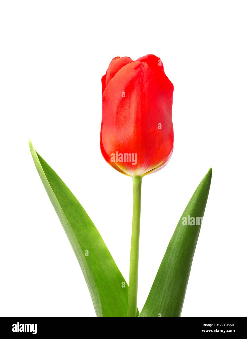 Tulip flower isolated on white background Stock Photo - Alamy