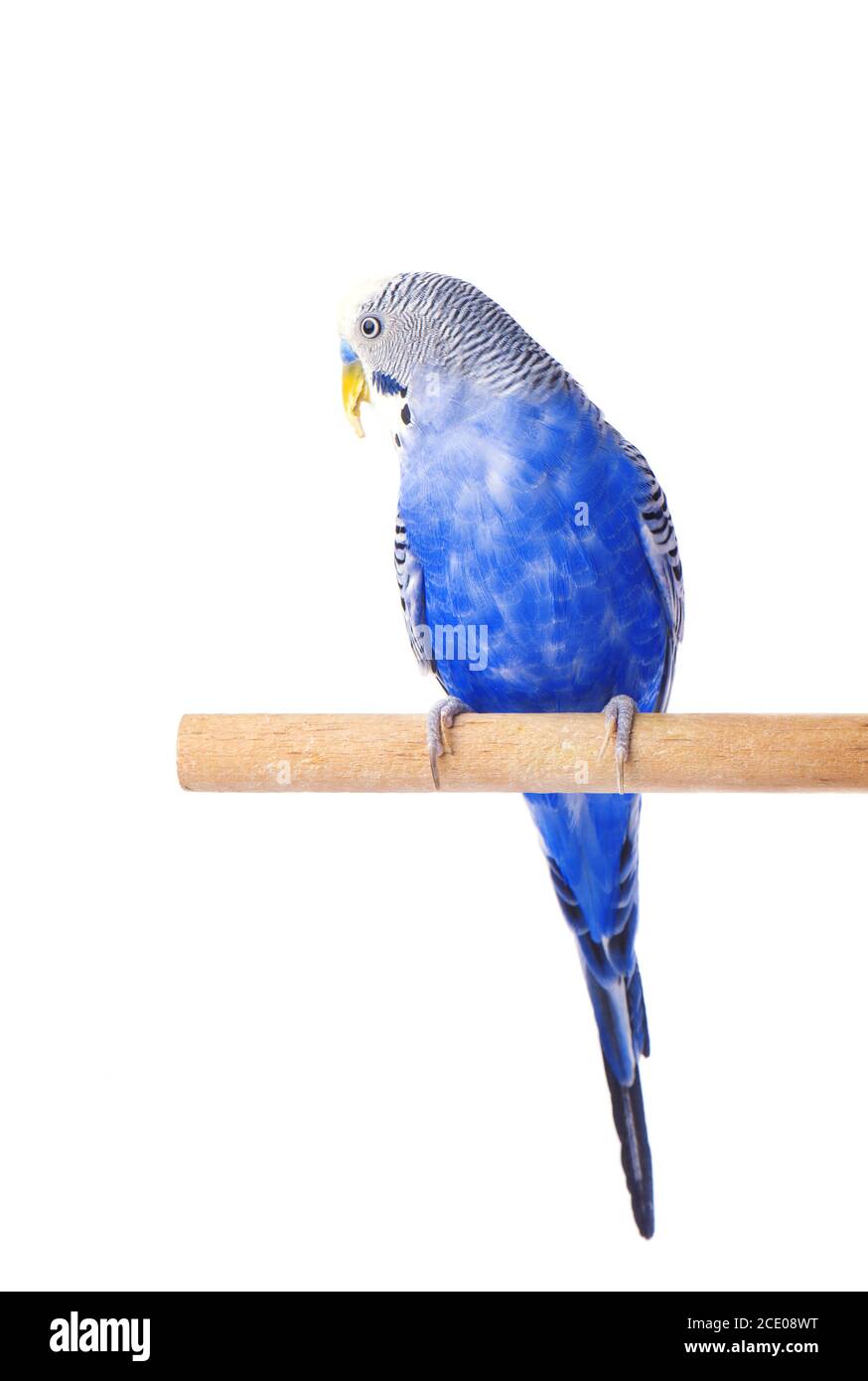 Budgie blue, isolated on white background. Budgerigar in full growth Stock Photo