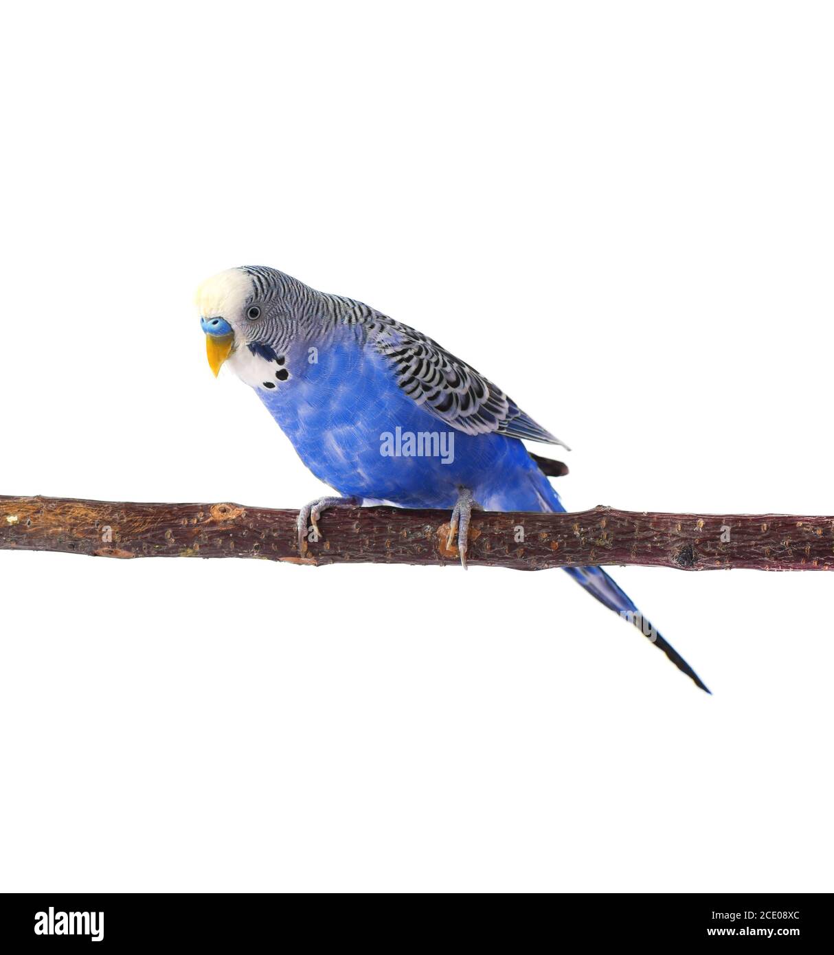 Young blue budgerigar on roost, isolated on white background Stock Photo