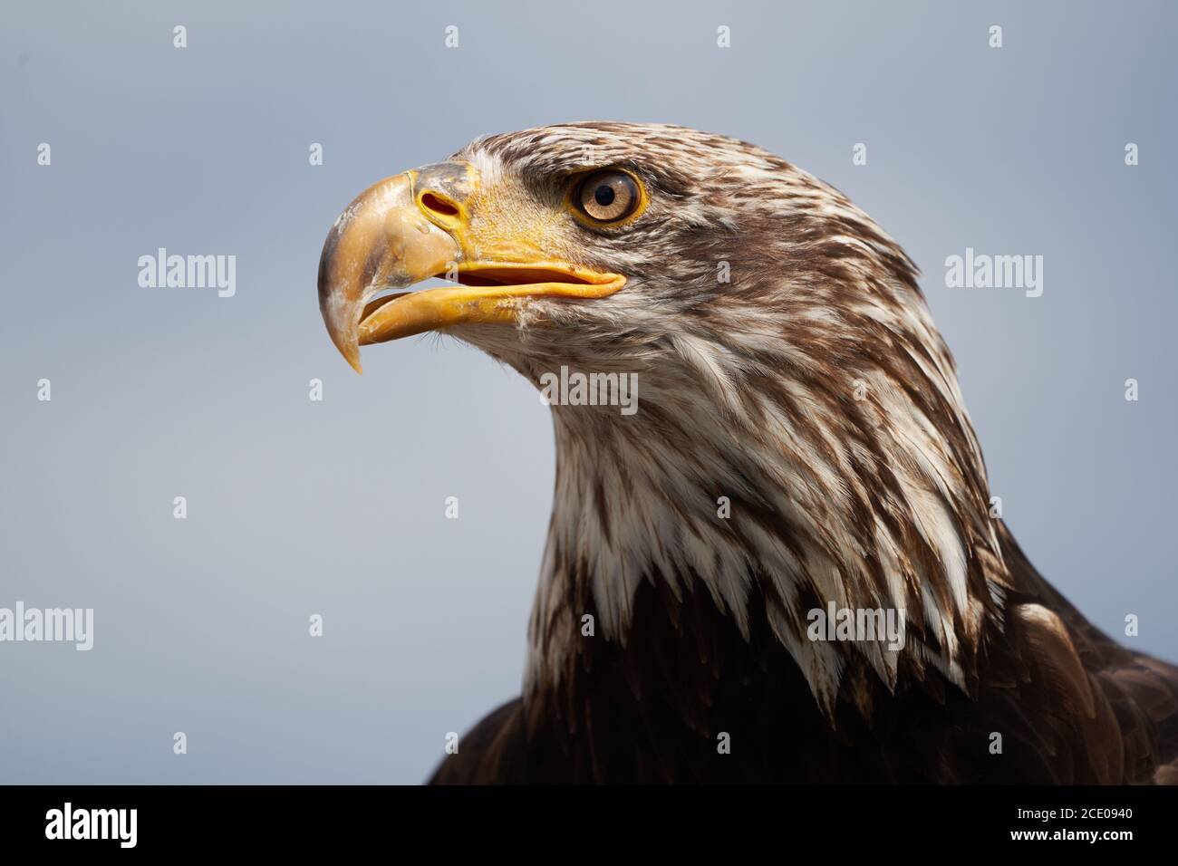 Bald Eagle Juvenile Haliaeetus leucocephalus Portrait Clear Eye Stock Photo