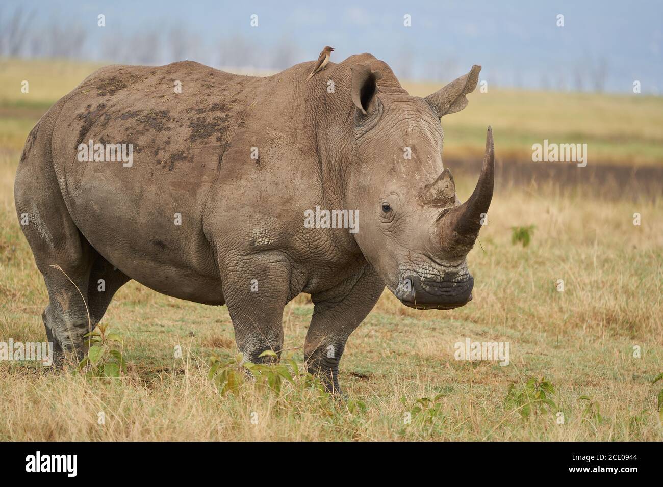 Rhino - Rhinoceros with Bird White rhinoceros Square-lipped rhinoceros Ceratotherium simum Stock Photo