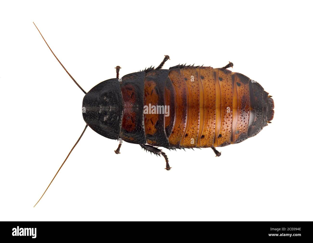 Cockroach isolated on white background Stock Photo Alamy
