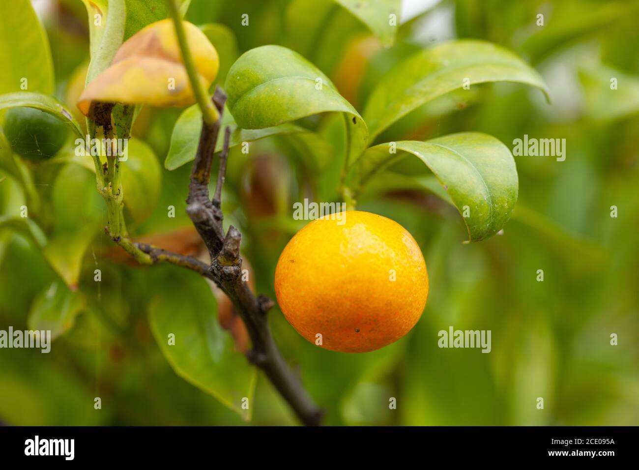 View of fresh ripe orange citrus fruit / Citrus x microcarpa  growing on a tree Stock Photo