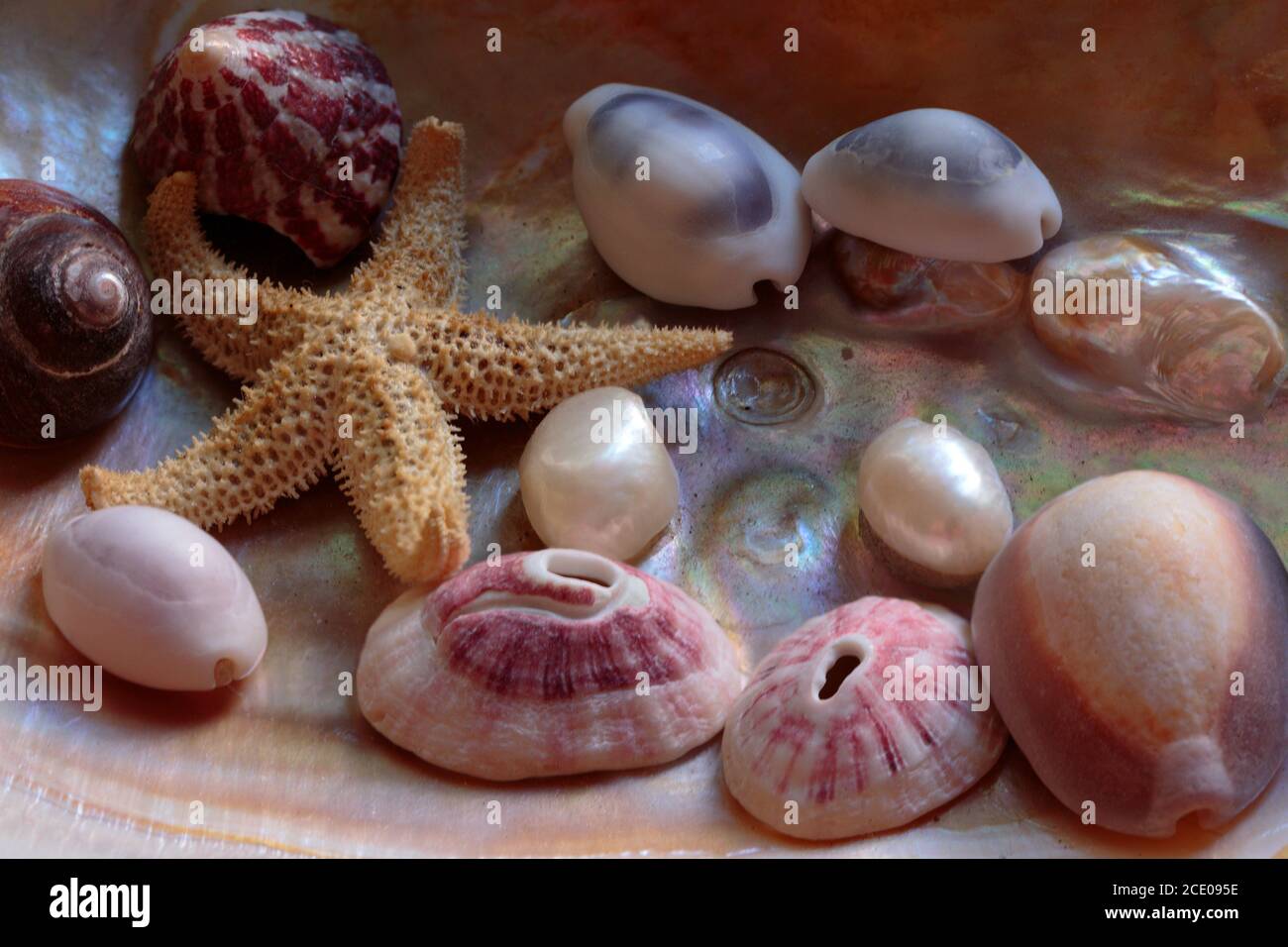 arrangement of seashells and a dried starfish set inside a large mother of pearl mollusk shell in warm red orange and yellow tones Stock Photo