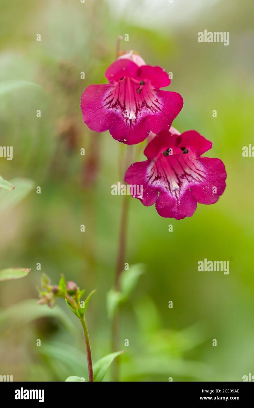 View of Pink & Cream Penstemon with lush green soft focus background Stock Photo