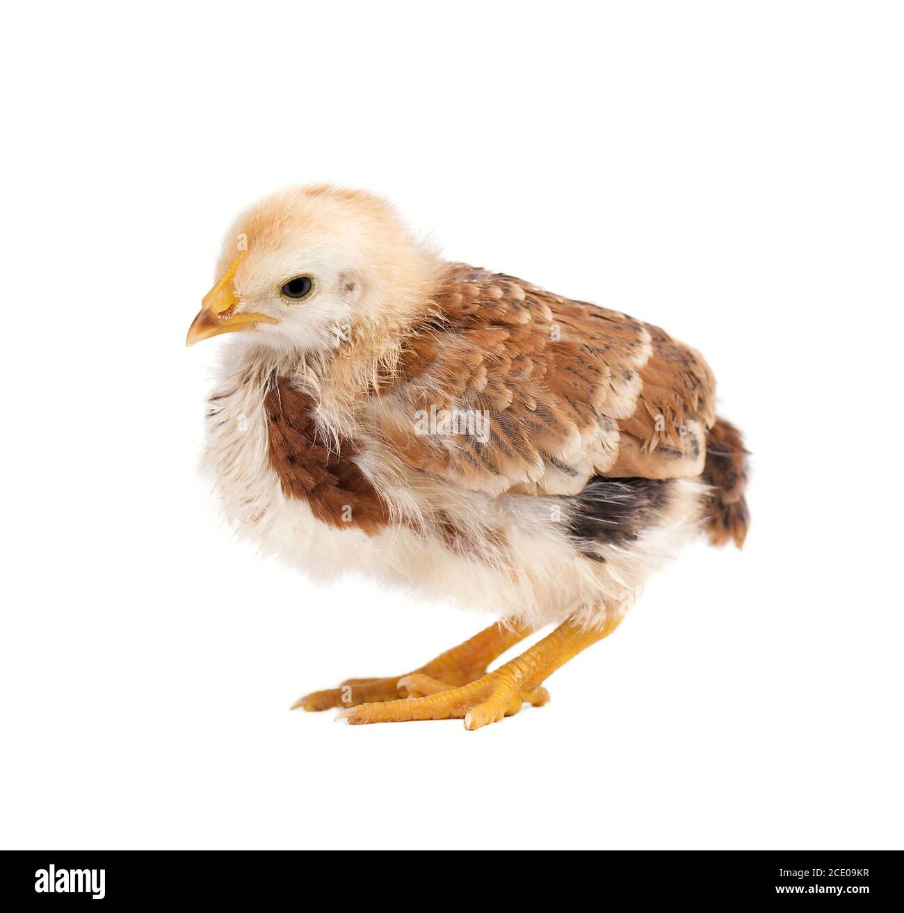 Little cute chick isolated on white background Stock Photo - Alamy