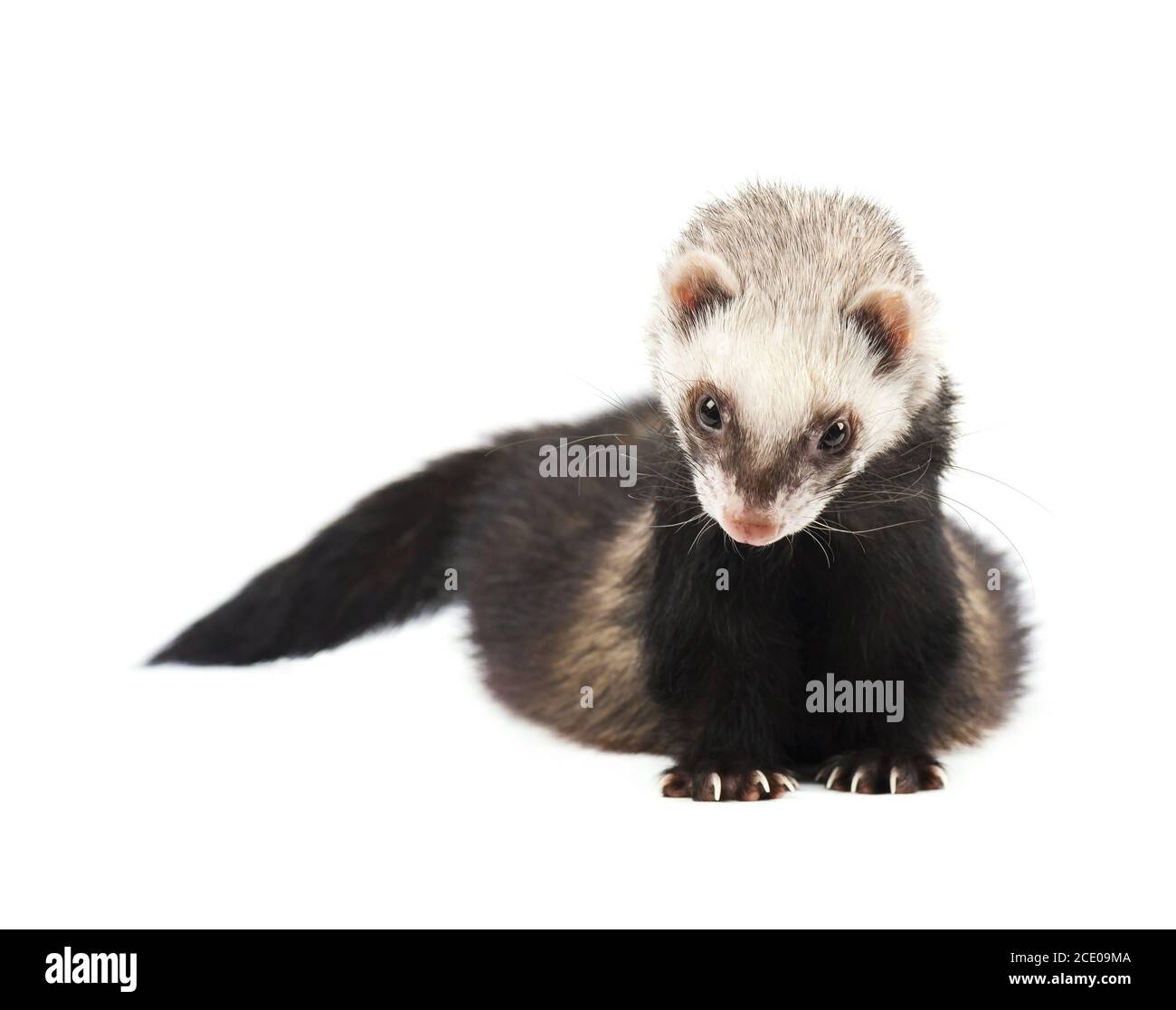 Grey ferret in full growth, isolated on white background Stock Photo