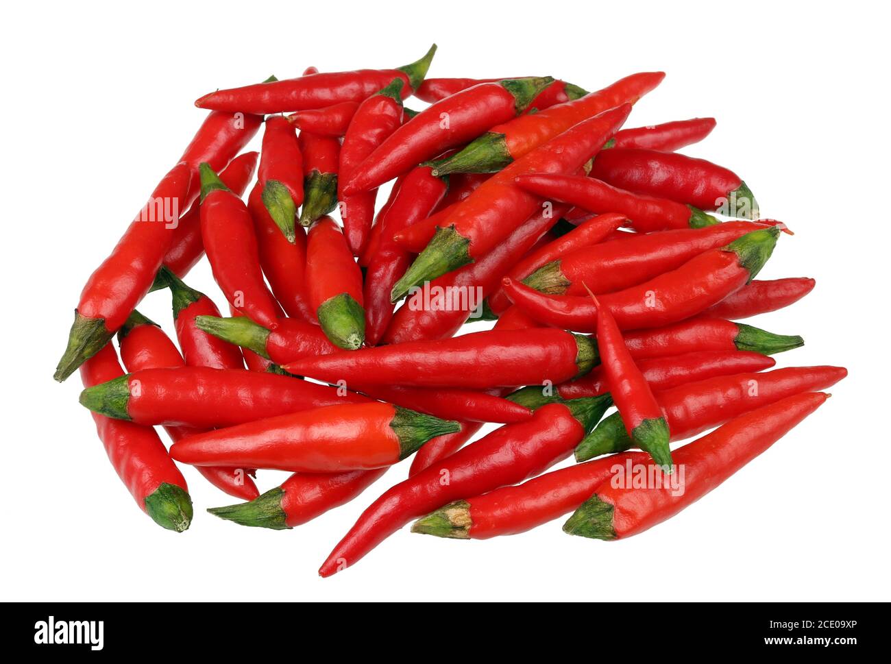 Daily food product - pods of super hot red spicy micro chili peppers in heap on table  isolated macro Stock Photo