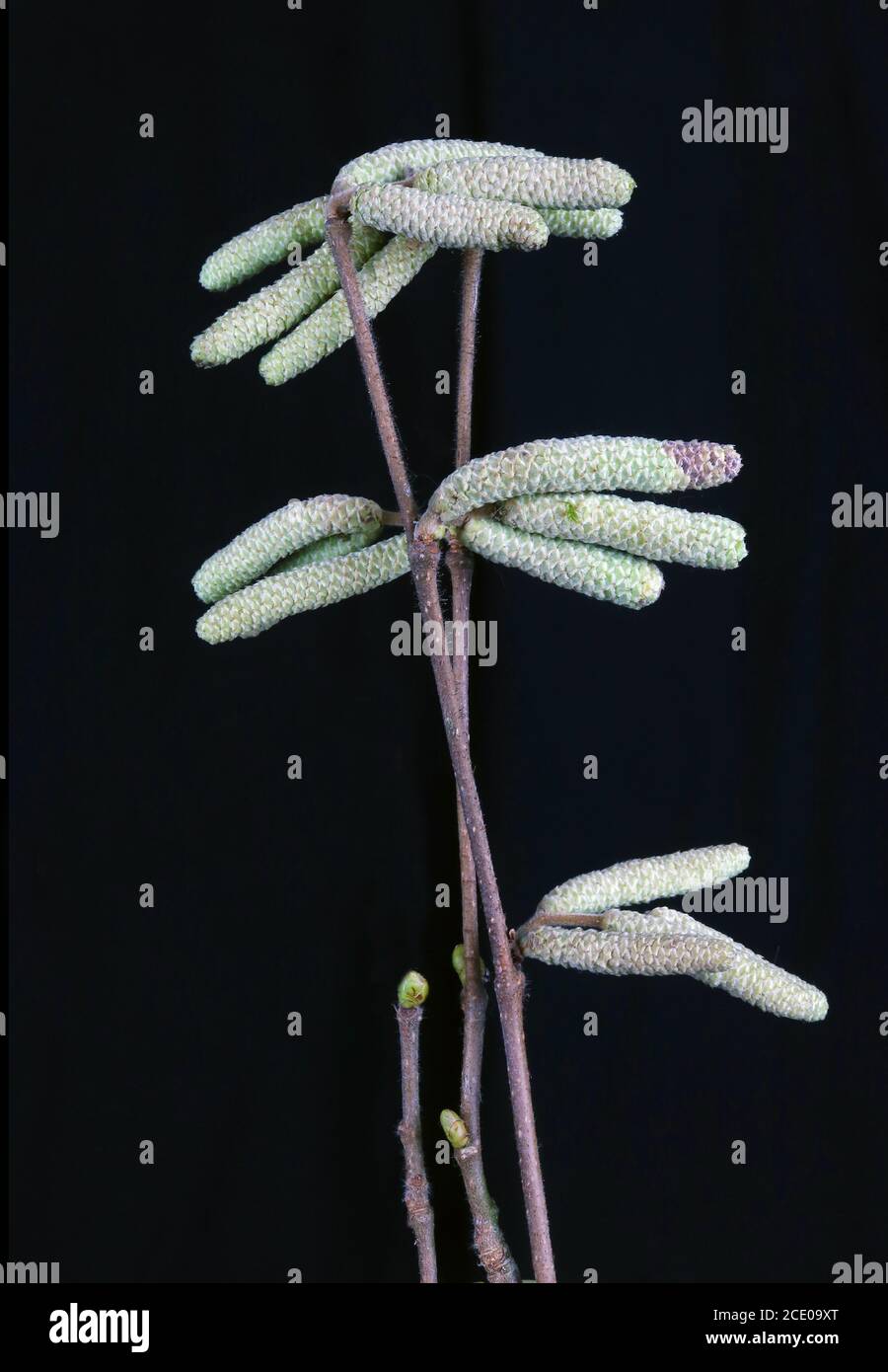 Alder tree seed containers  on forest branches  isolated on black macro Stock Photo