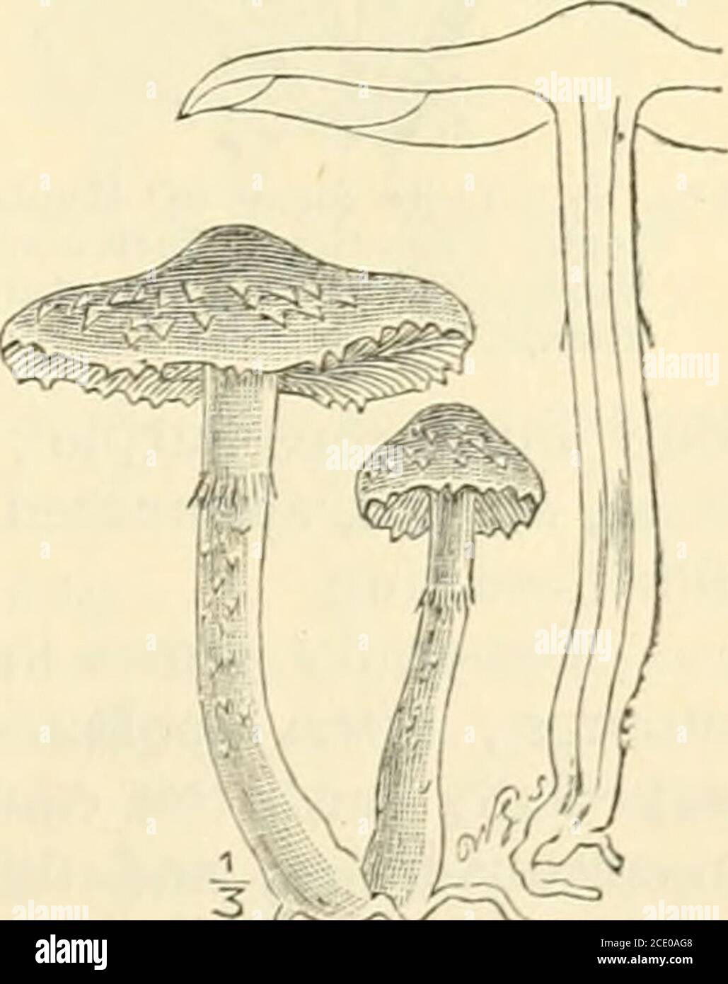 . Guide to Sowerby's models of British fungi in the Department of