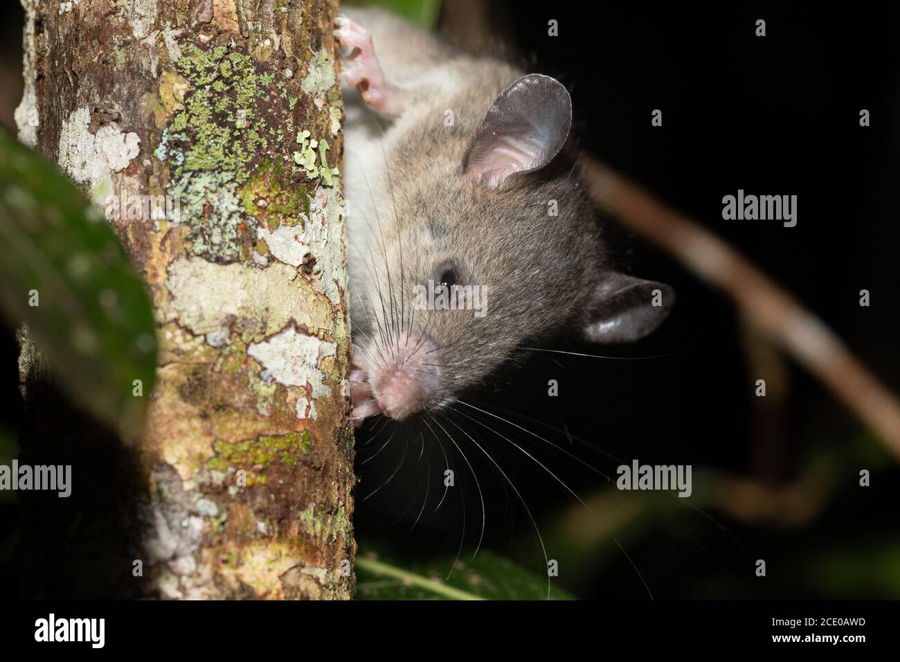 A Madagascar rat climbs on the branches of a tree Stock Photo Alamy