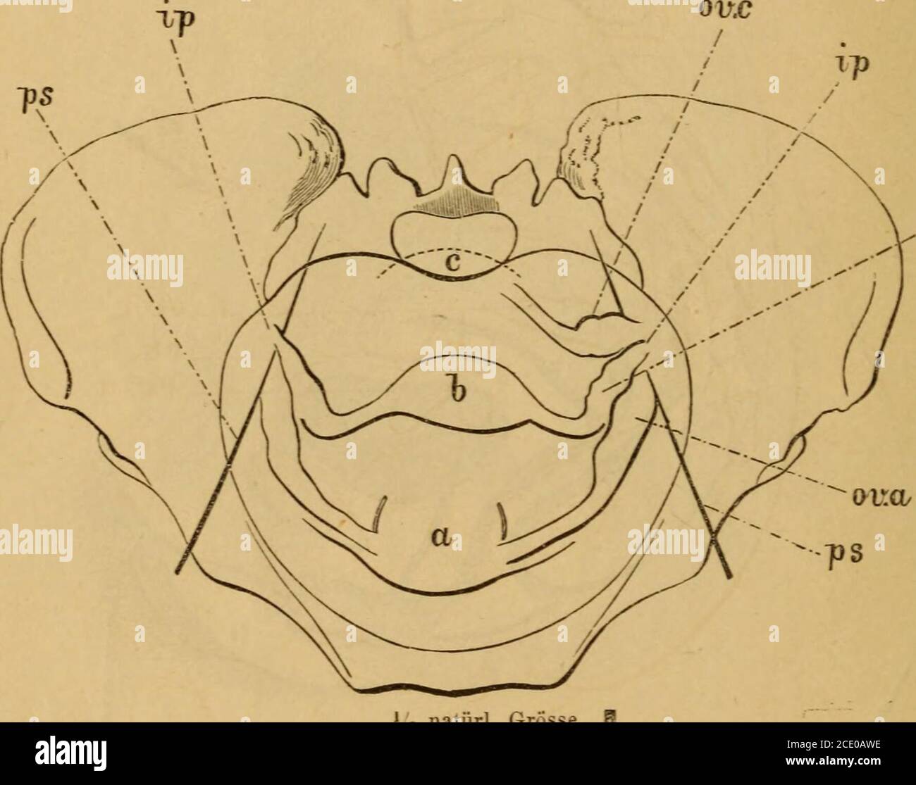 Kristina Walker porno video