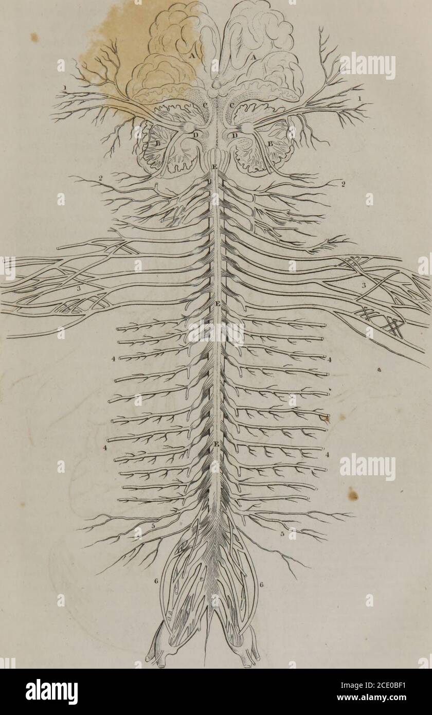 Human Physiology Volume 1 Regular Or Symmetrical Nerves Great Sympathetic 67 Ments Of Which Proceed To Join The Sixthpair Of Encephalic Nerves And Anotherto Meet The Vidian Twig Of The