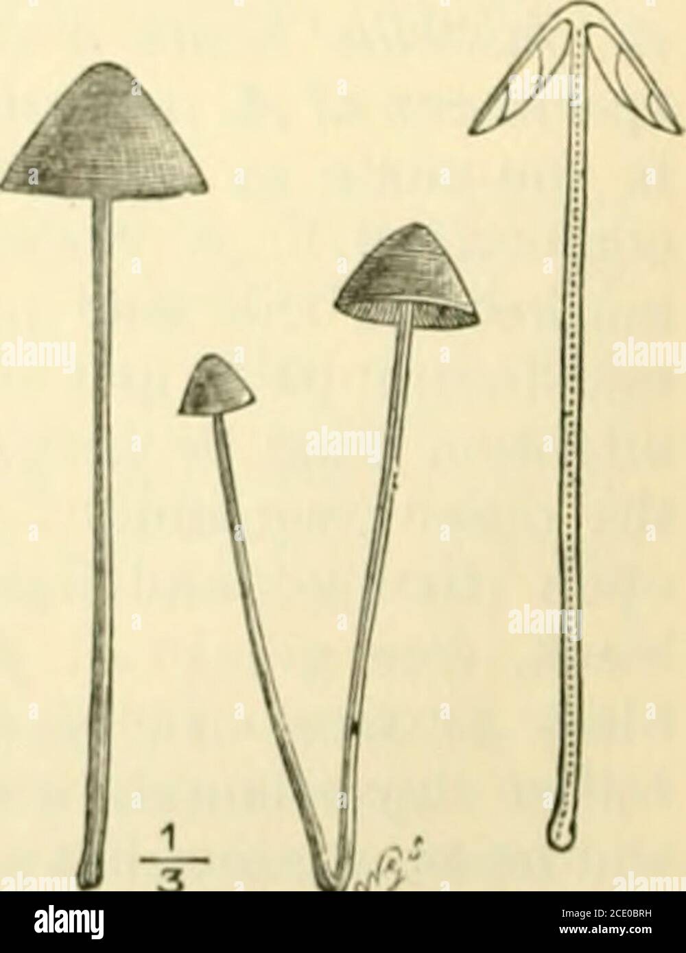 . Guide to Sowerby's models of British fungi in the Department of Botany, British Museum (Natural History) . GUIDE TO THE MODELS OF FUNGI. 29 A. tener is very common in pastures and gardens, in grassyplaces in woods, and by grassy roadsides; variable in size, pileusfrom 2 in. to i|in. in diameter. Sub-genus 19. Tubaria.—There are nine British species ofTubaria  one only is represented by a model. Tubaria correspondsin structure with Omphalia; but the sporesare ferruginous, not white. All the speciesare small. &lt;^^ Stock Photo