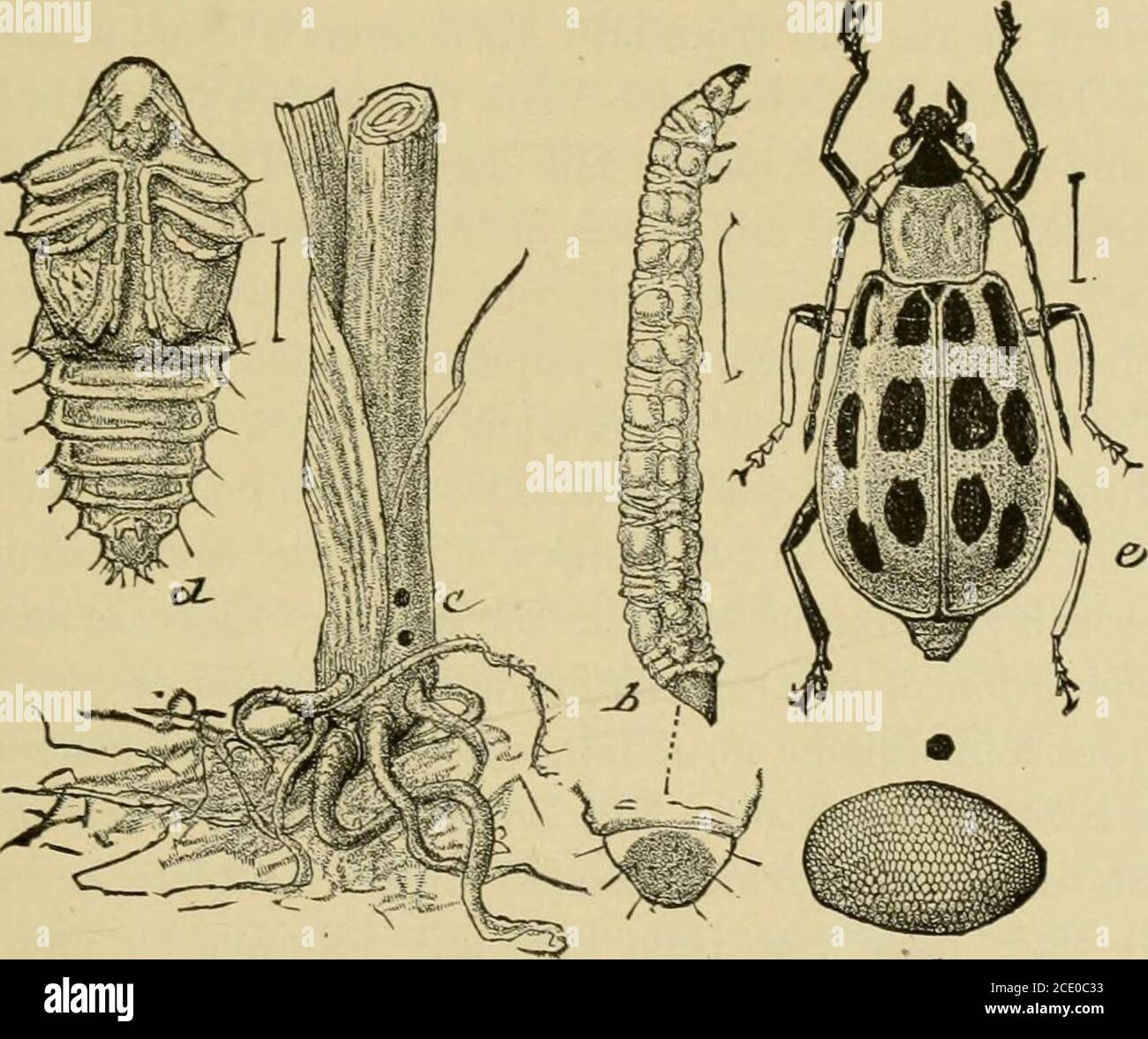 . Insect pests of farm, garden and orchard . ch the beetle has beenobserved feeding in large numbers on clover and weeds during thelate fall of the previous year. The liljeral use of manure and fer-tilizers, and thorough cultivation will, of course, be of service inenabling the plants to withstand attack. The Southern Corn Root-worm * Closely related to the last species, but with somewhat differenthabits, the Southern Corn Root-worm is frequently injurious tocorn from Maryland and southern Ohio southward. * Dinhrotica Vl-puncUita Oliv. Family Chrymmelidoe. INSECTS INJURIOUS TO CORN 159 The adu Stock Photo