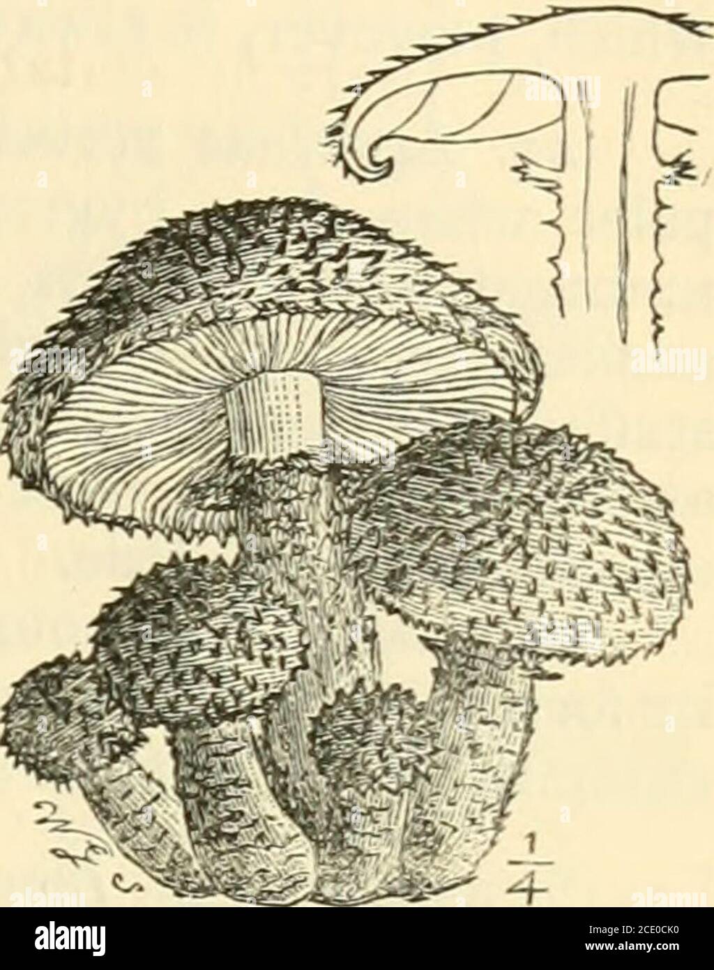 . Guide to Sowerby's models of British fungi in the Department of Botany, British Museum (Natural History) . GUIDE TO THE MODELS OF FUNGI. 25. rurTpr ^^- 8.—Type form of Pholiota.t-uivcu, Agaricus squarrosus Milll. ferruginous - brown. There are 226 British species of Dermim,twelve of which are represented by models. The Cortinarii Sive frequently mistaken for the larger Dermini-but they have bright-brown spores like iron-rust, an arachnoid veiland a terrestrial habit. Many of the Dermini grow on or aboutstumps, trunks, branches, chips, etc. Sub-genus 14. Pholiota.—There are twenty-eight Bri Stock Photo