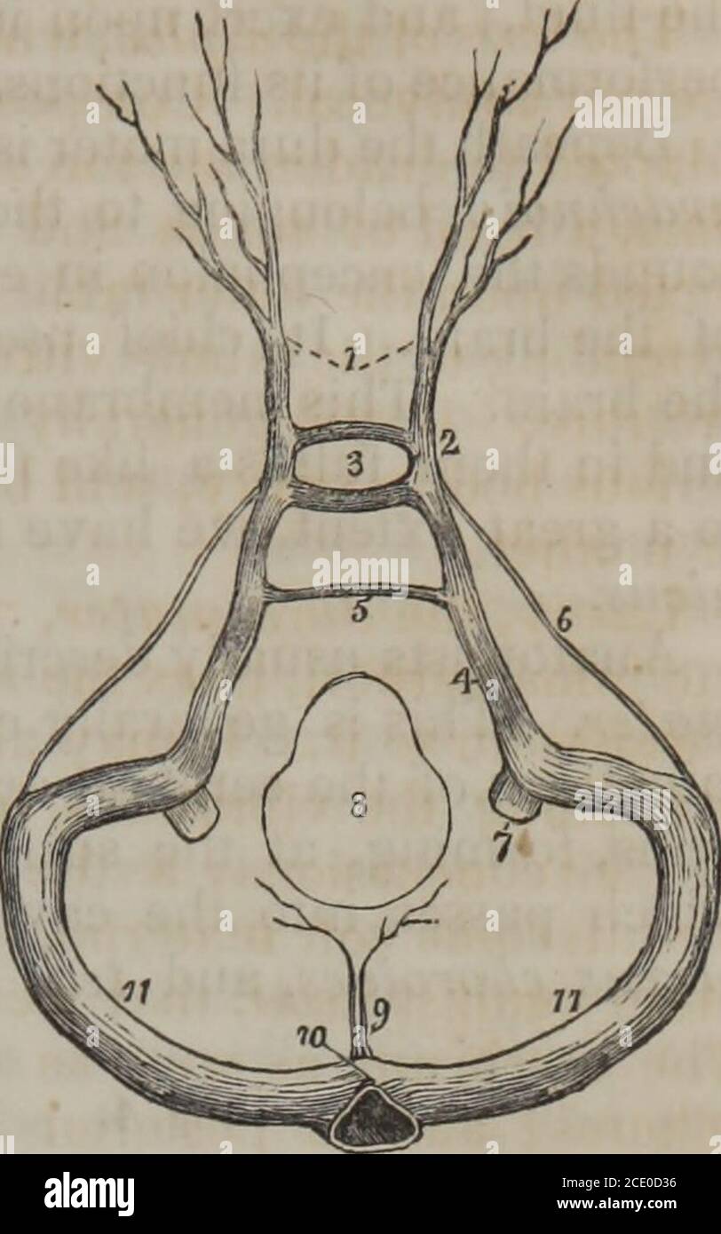 . Human physiology (Volume 1) . Falx Cerebri and Sinuses of Upper and Back part of Skull. 1. Superior longitudinal sinus. 2. 2. Cerebral veinsopening into the sinus from behind forwards. 3. Falx cere-bri. 4. Inferior longitudinal sinus. 5. Straight or fourthsinus. 6. The venae Galeni. 7. Torcular Herophili. 8 Twolateral sinuses, with the occipital sinuses between them»• termination of the inferior petrosal sinus of one side 10dilatations corresponding with the jugular fossae. 11 In-ternal jugular veins.—(Wilson.) ENCEPHALON. 55 Fig. 3.. Sinuses of the Base of the Skull.Ophthalmic veins. 2. Cav Stock Photo