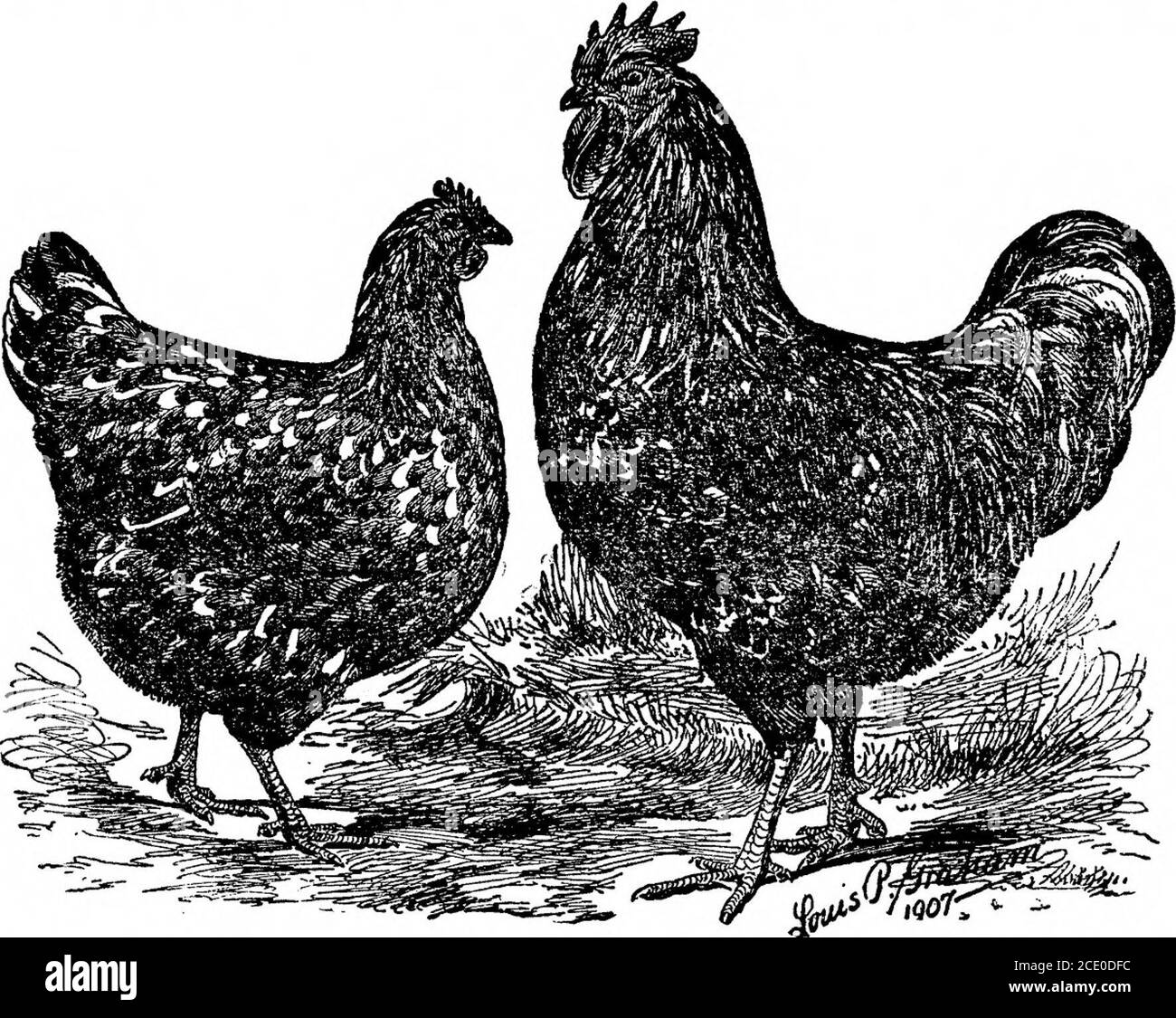 . Standard varieties of chickens . additions to the standard varieties, the former havingbeen admitted in 1901 and the latter in 1902. The color of the plum-age of the Partridge is similar to that of the Partridge Cochin, andthe color of the plumage of the Silver-penciled is similar to that ofthe Dark Brahma. The Columbian Wyandotte is the latest addition to the standardvarieties of this breed. In color and markings it is like the Light96476°—Bull. 51—13 2 10 Brahma, which, combined with the true Wyandotte shape, presentsa very beautiful bird. The color of the beak is horn, shading to yel-low Stock Photo