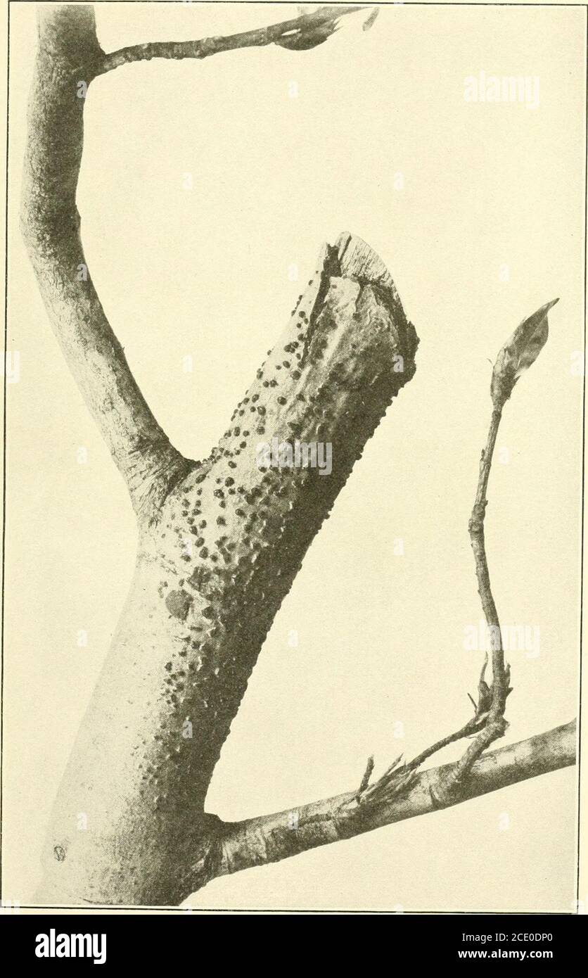 . Endothia parasitica and related species . ee^^ec ay t r/&gt;^ /?&/^&lt;^, •y /&-*^* .— *-^- /^W^- c. mfti . nmDifWaIBM fefc h i£ $3 i Fig. 1.—Photograph of the Specimen in SchweinitzS Herbarium Mounted byMichener. Not True Endothia gyrosa but a Nectria. Fig. 2.—OriginalPaper Packet in which SchweinitzS Type Material of E. gyrosa was Pre-served, with His Autograph Label. Bui. 380, U. S. Dept of Agriculture. Plate VII.. Endothia gyrosa Growing on the Recently Cut End of a Living Branch ofFagus sp. Natural Size. Bui. 380, U. S. Dept. of Agriculture. PLATE VIII. Stock Photo